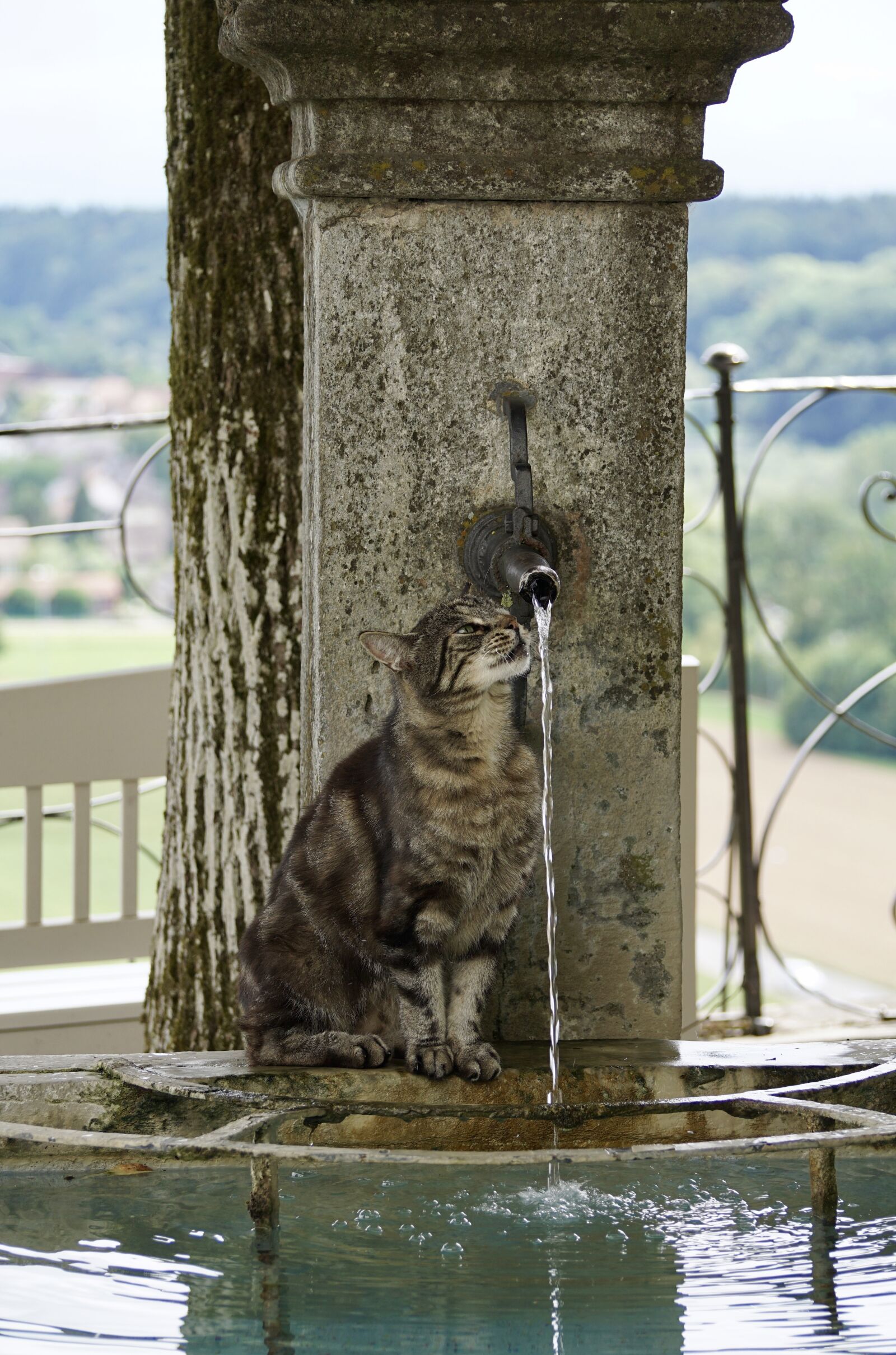 Sony DT 55-300mm F4.5-5.6 SAM sample photo. Cat, getiegert, tiger photography