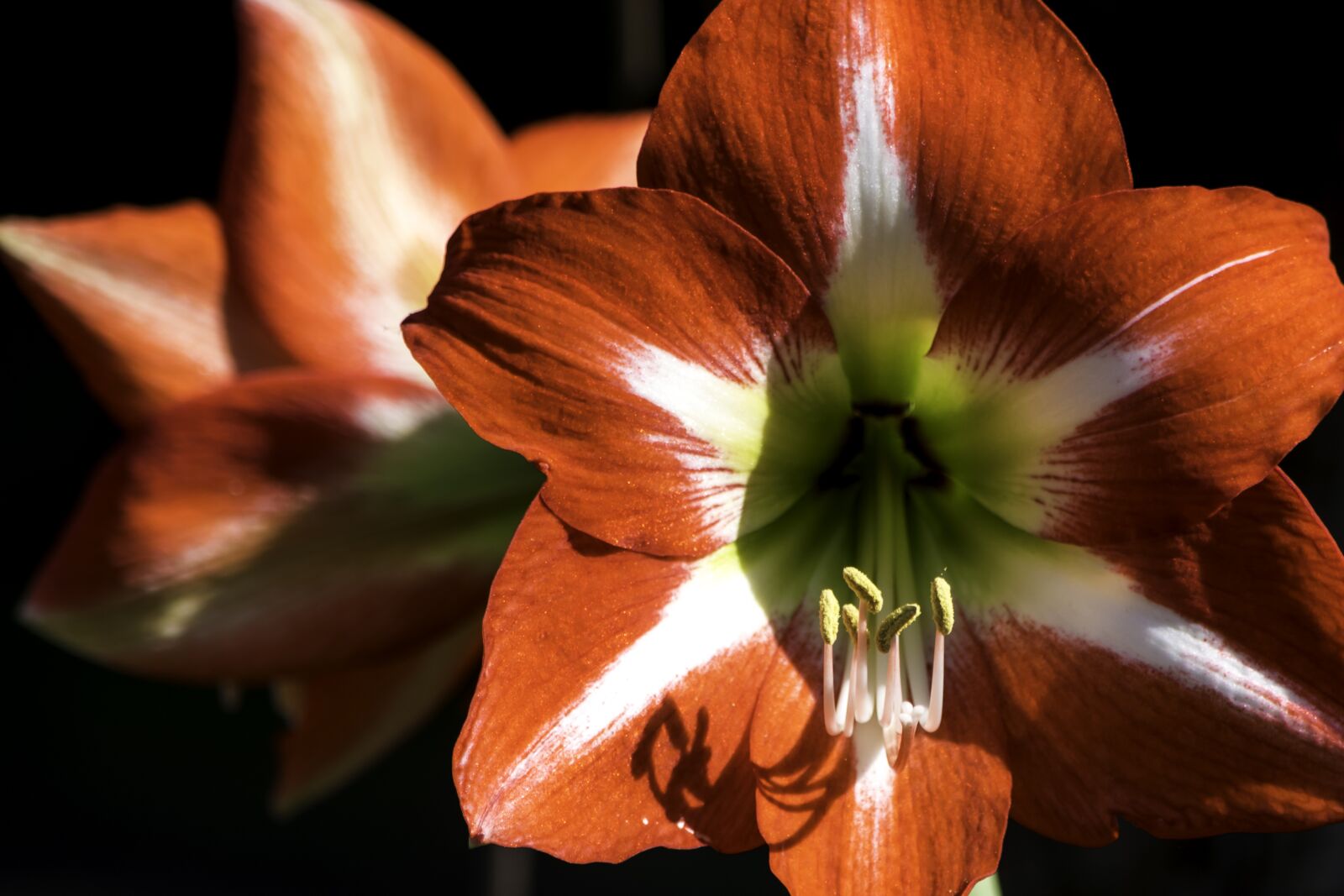 Nikon D5500 sample photo. Nature, flower, flora photography