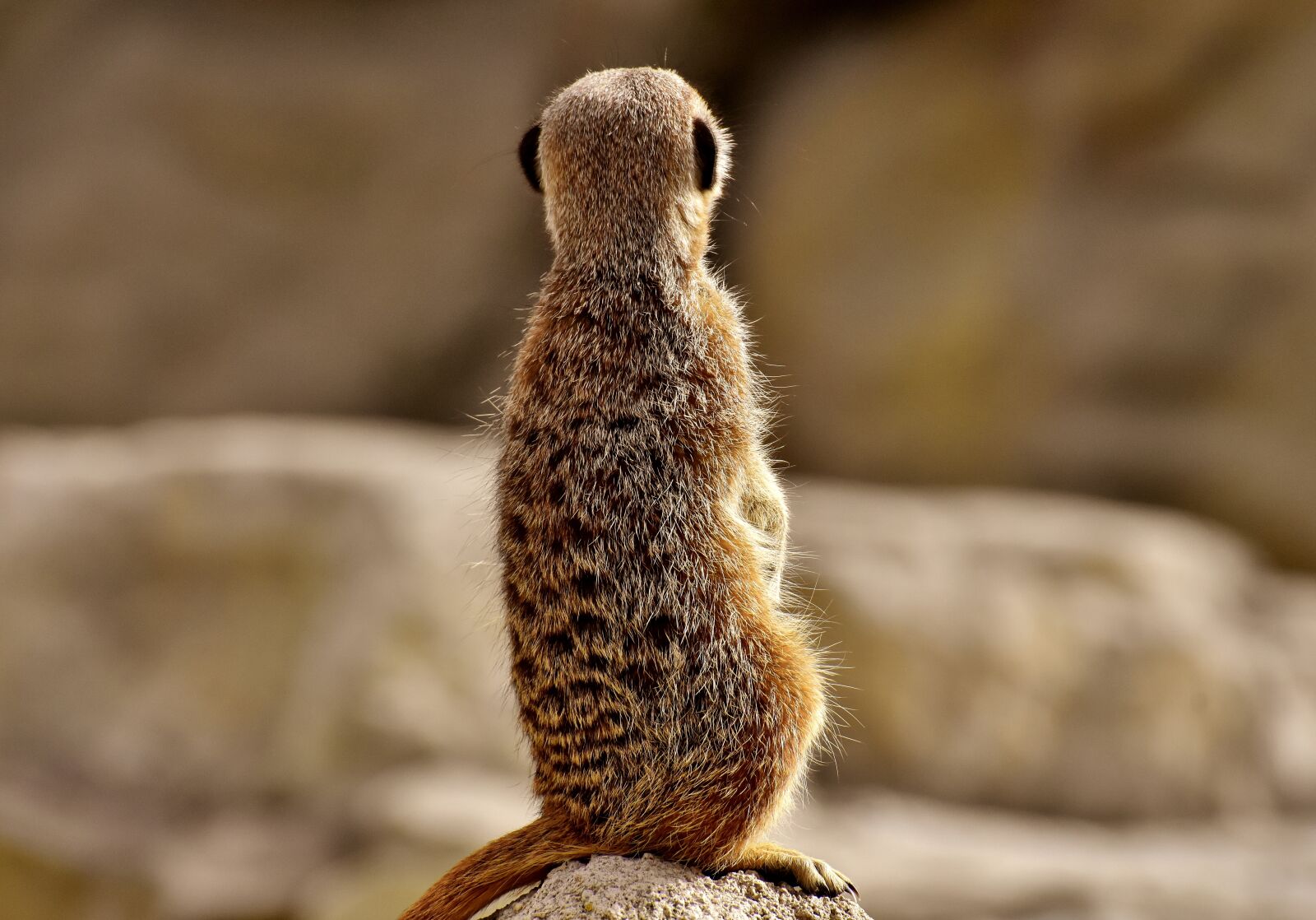 Nikon D7200 sample photo. Meerkat, animal, nature photography