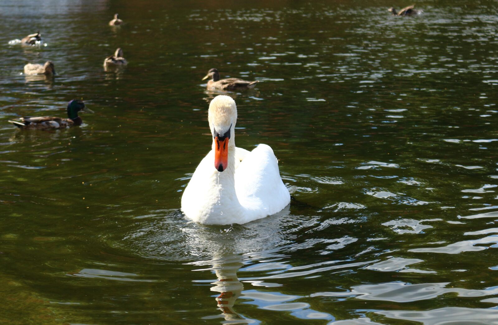 Canon EOS 100D (EOS Rebel SL1 / EOS Kiss X7) sample photo. Bird, swan, duck photography