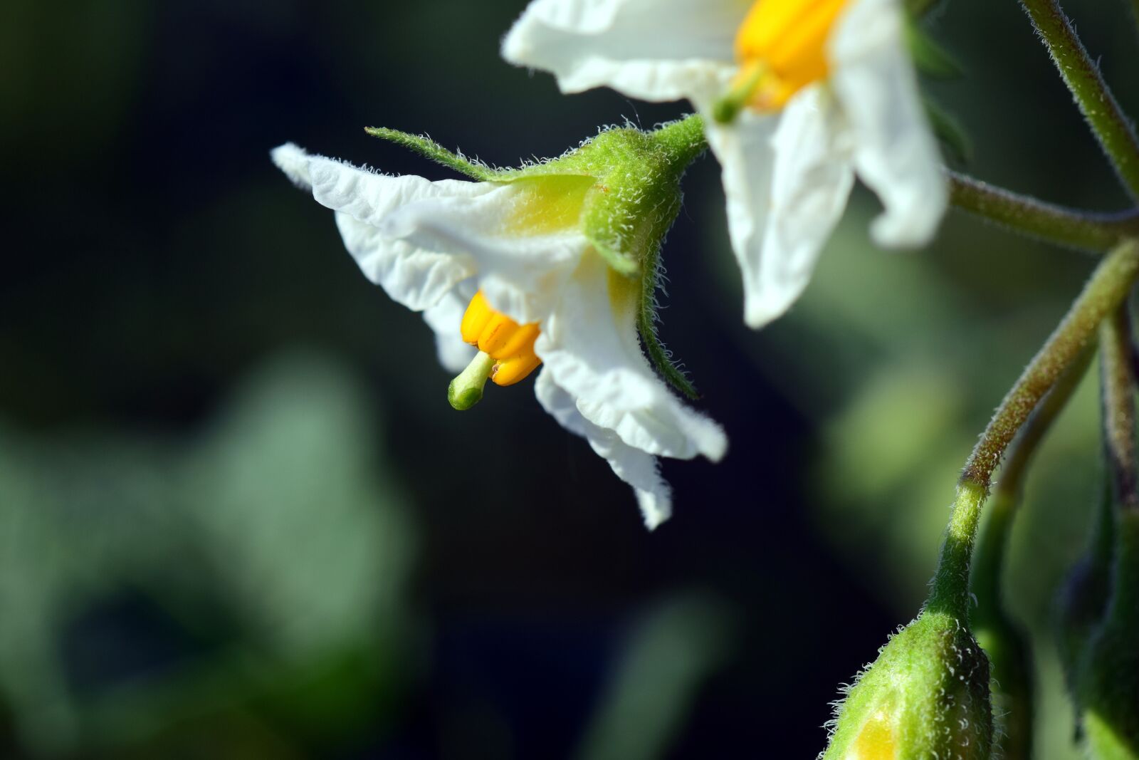 Nikon D3300 sample photo. Potato, potato blossom, crop photography
