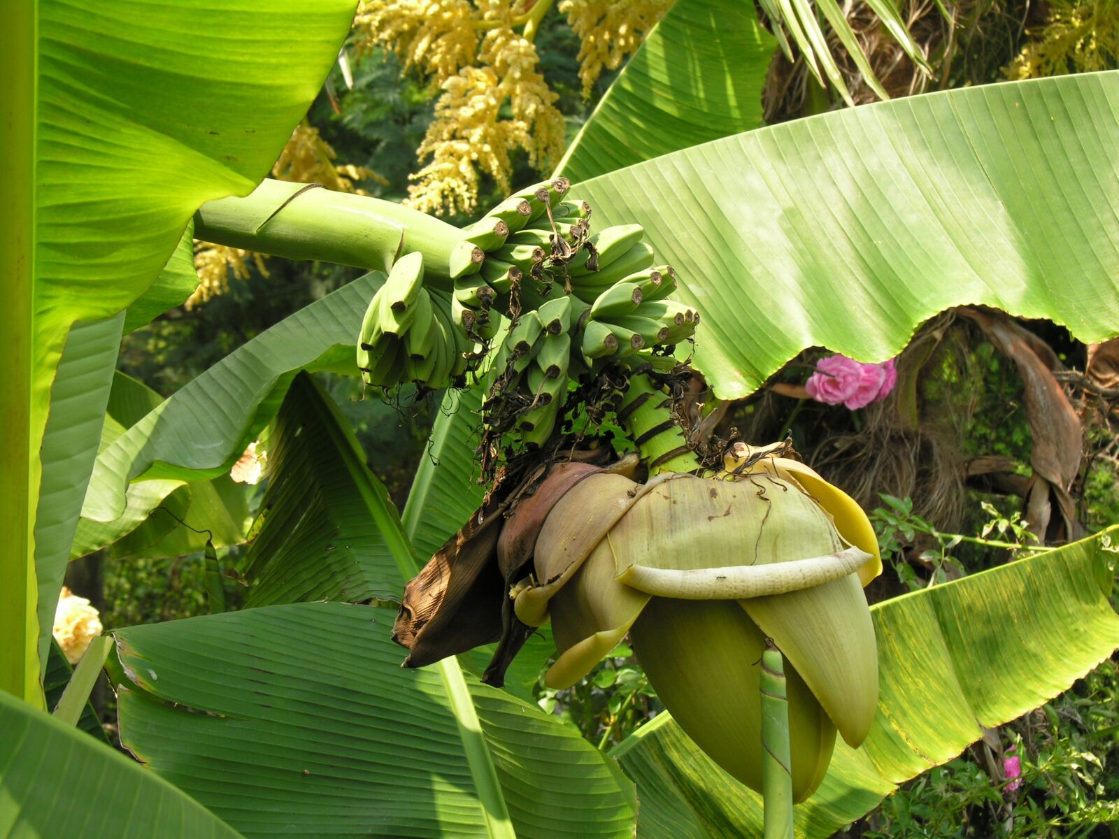 Nikon E8800 sample photo. Banana shrub, blossom, bloom photography