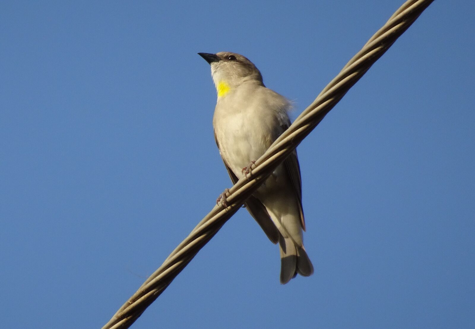 Sony Cyber-shot DSC-HX90V sample photo. Bird, sparrow, yellow-throated sparrow photography