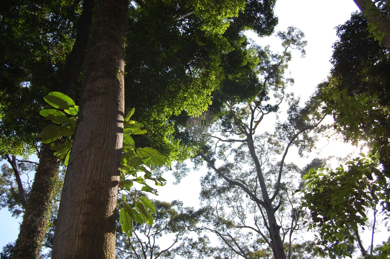 Nikon D40 sample photo. Borneo, jungle, rain forest photography