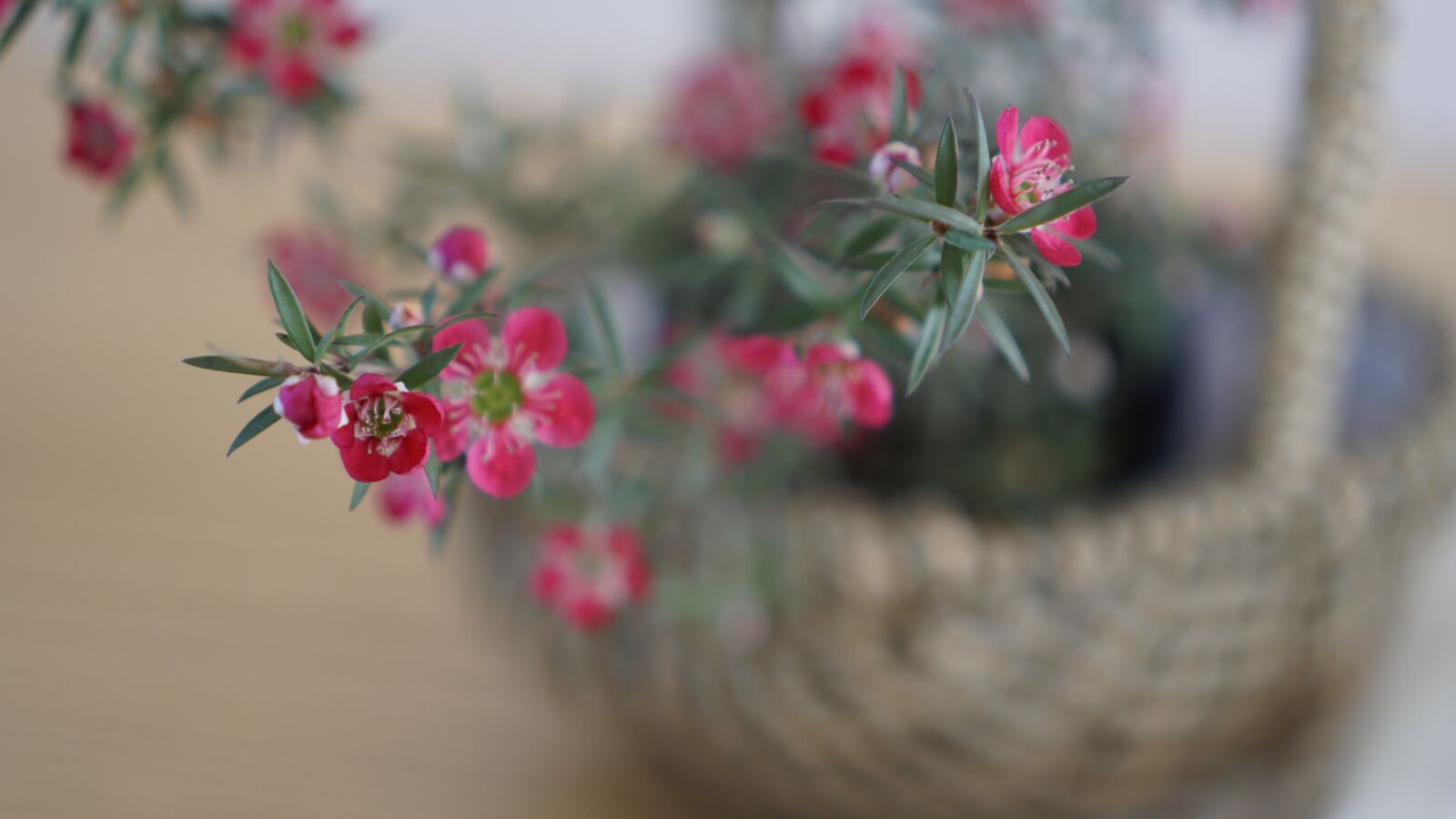 Sony a6500 + Sony E 35mm F1.8 OSS sample photo. Spring flowers, small pots photography