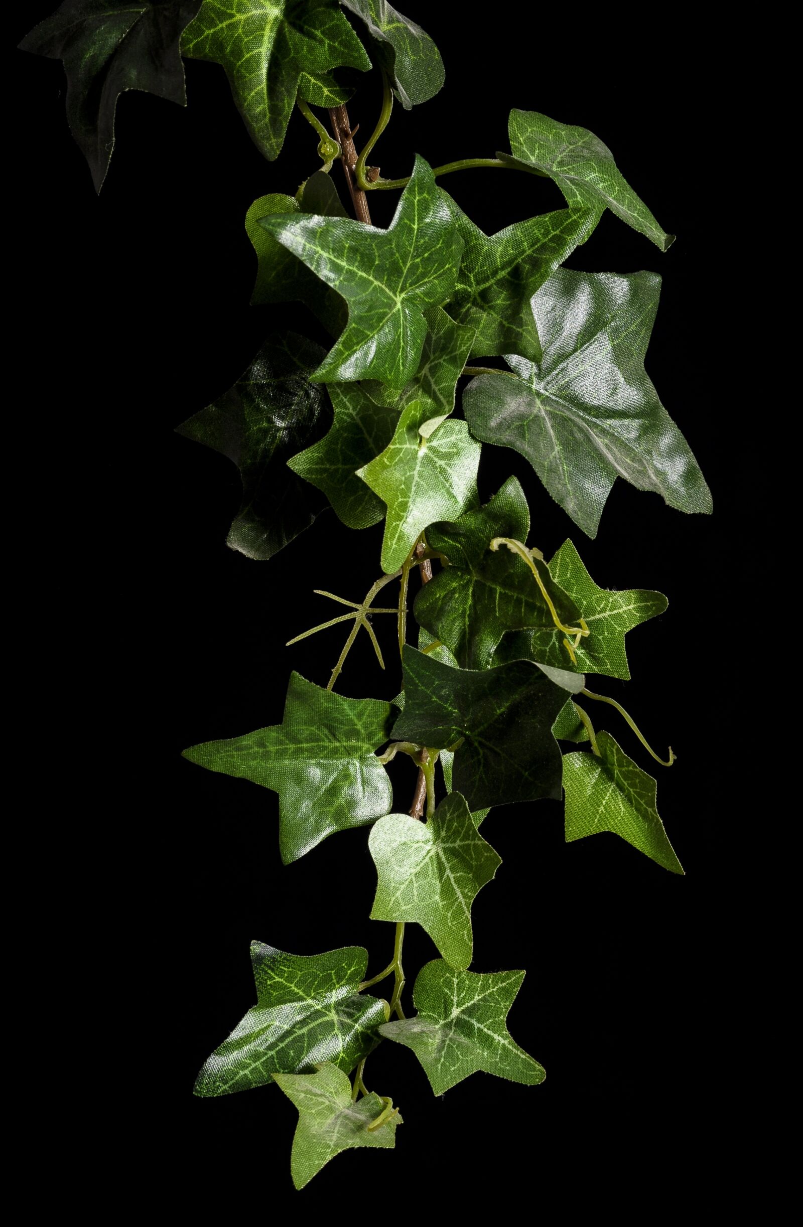 Nikon D90 sample photo. Ivy, plant, rank growths photography