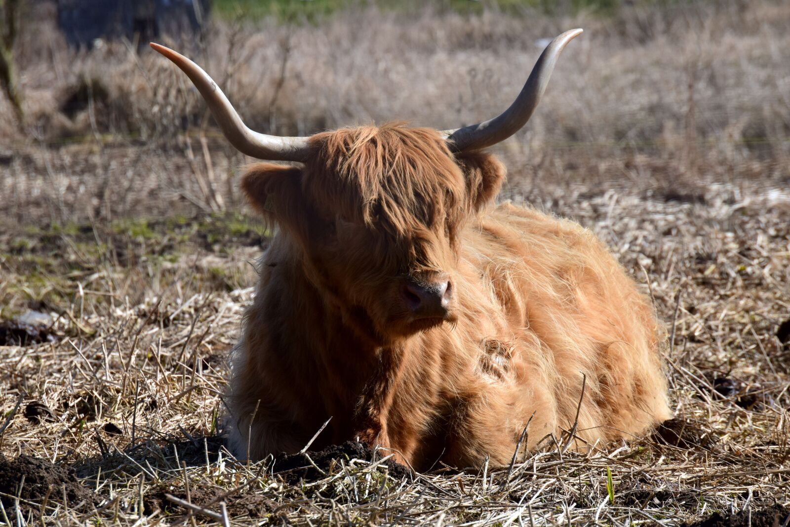 Nikon D3300 sample photo. Beef, highland beef, galloway photography