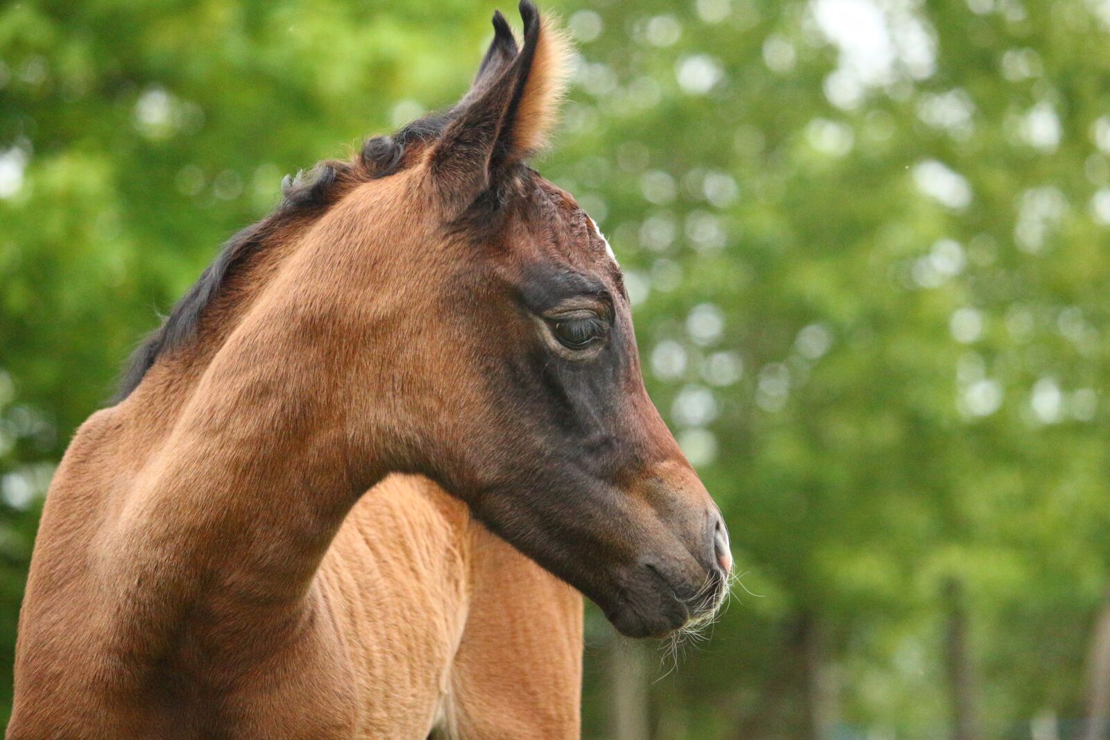 Canon EOS 100D (EOS Rebel SL1 / EOS Kiss X7) sample photo. Horse, foal, suckling photography