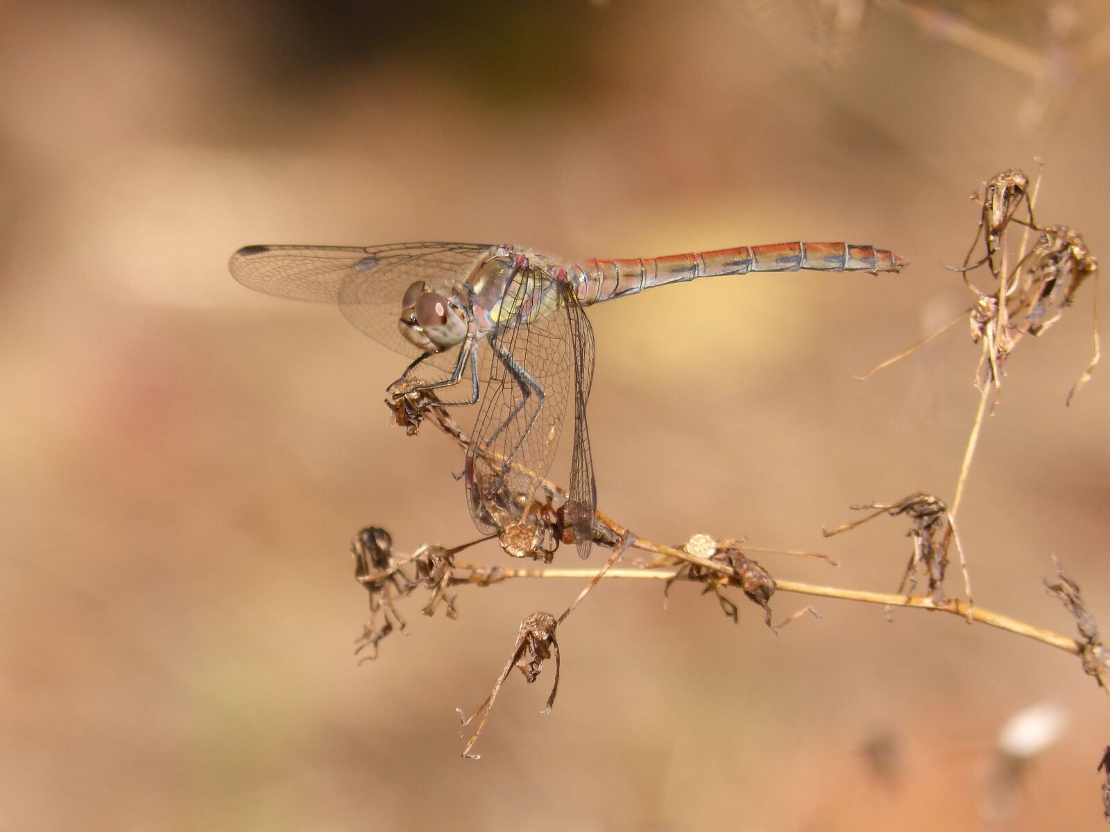 Panasonic DMC-FZ62 sample photo. Ib lula, yellow dragonfly photography