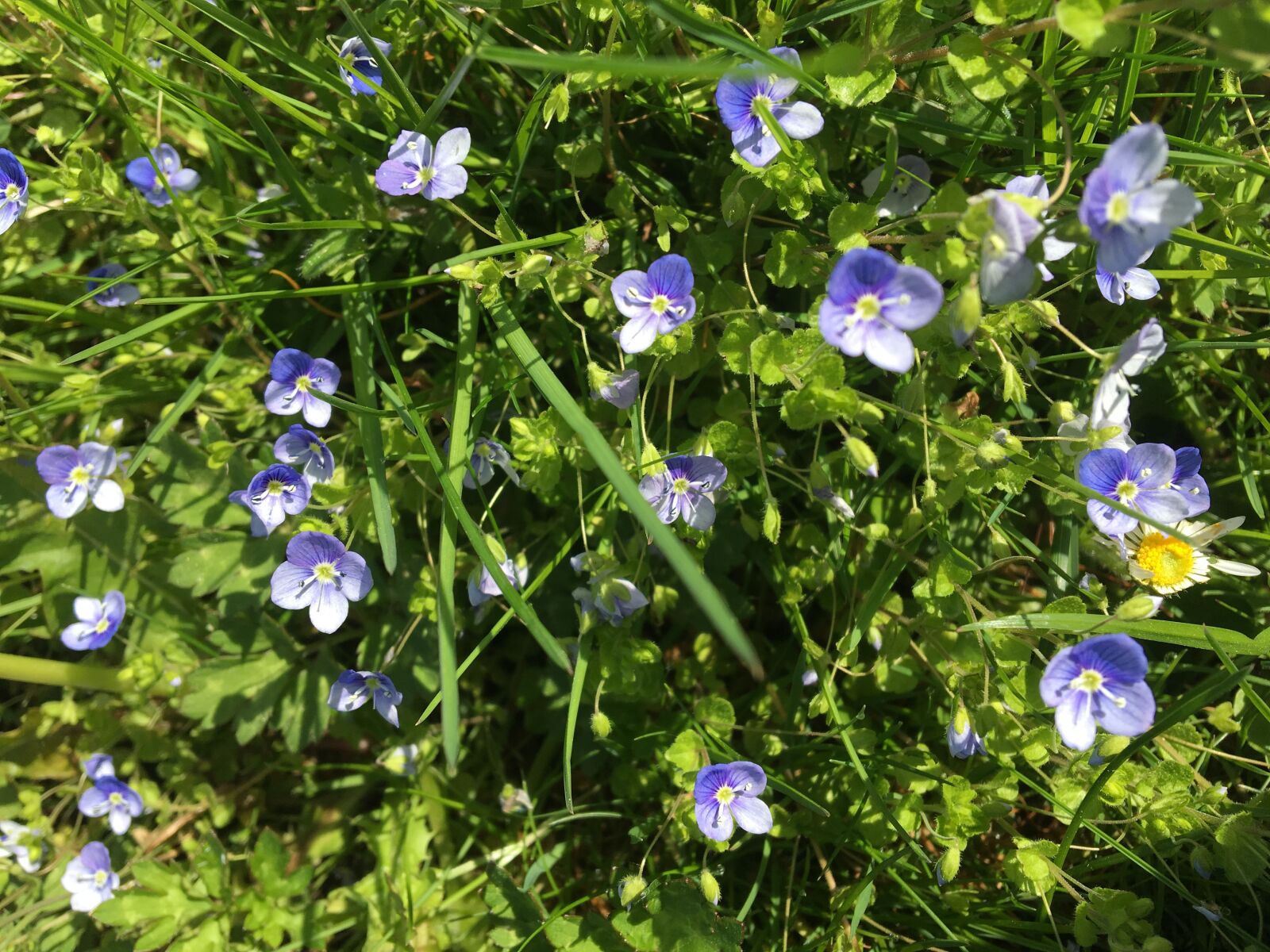 Apple iPhone 6s sample photo. Flower, nature, flora photography