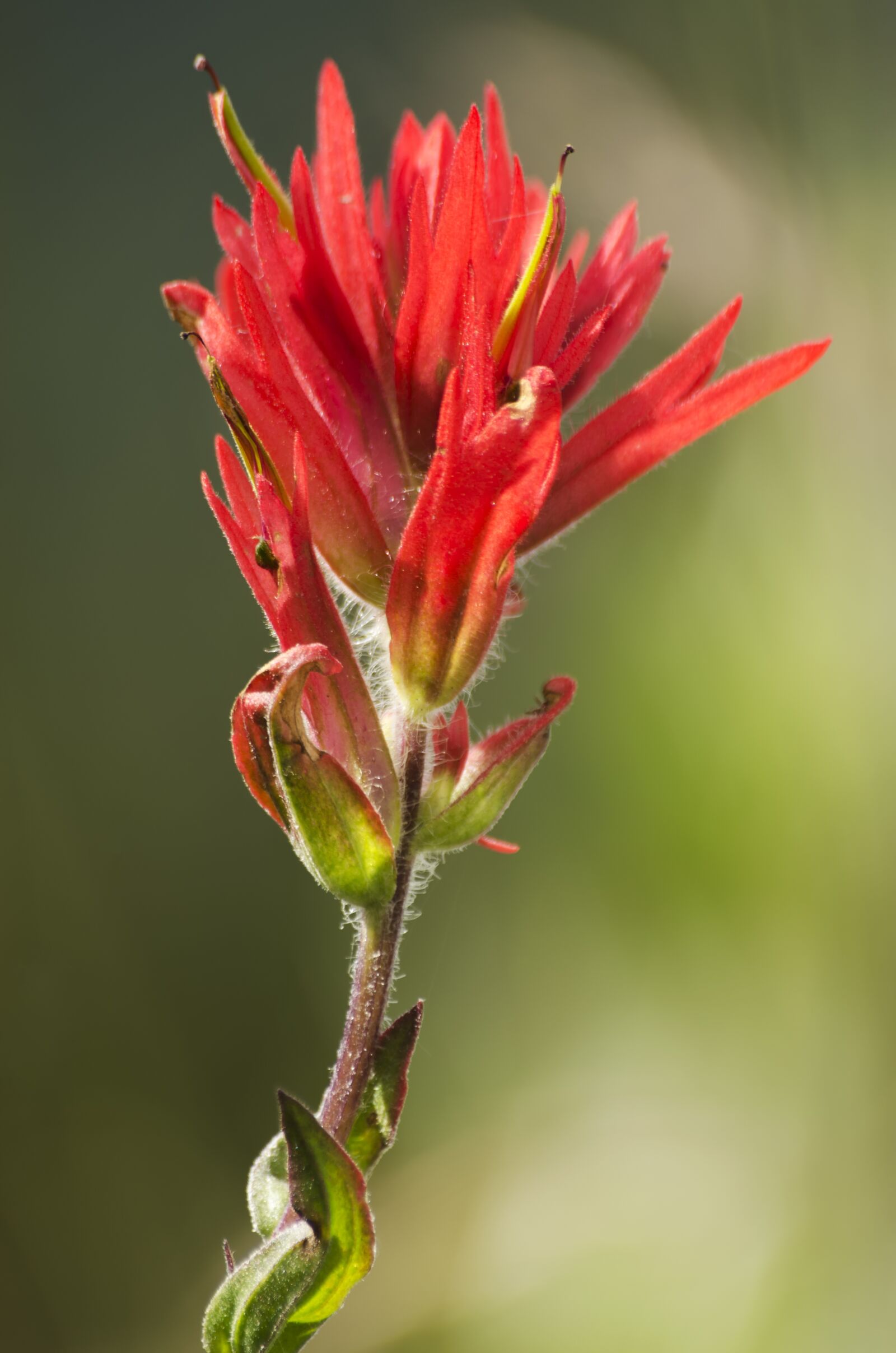 Nikon D5100 sample photo. Wild flower, indian paintbrush photography