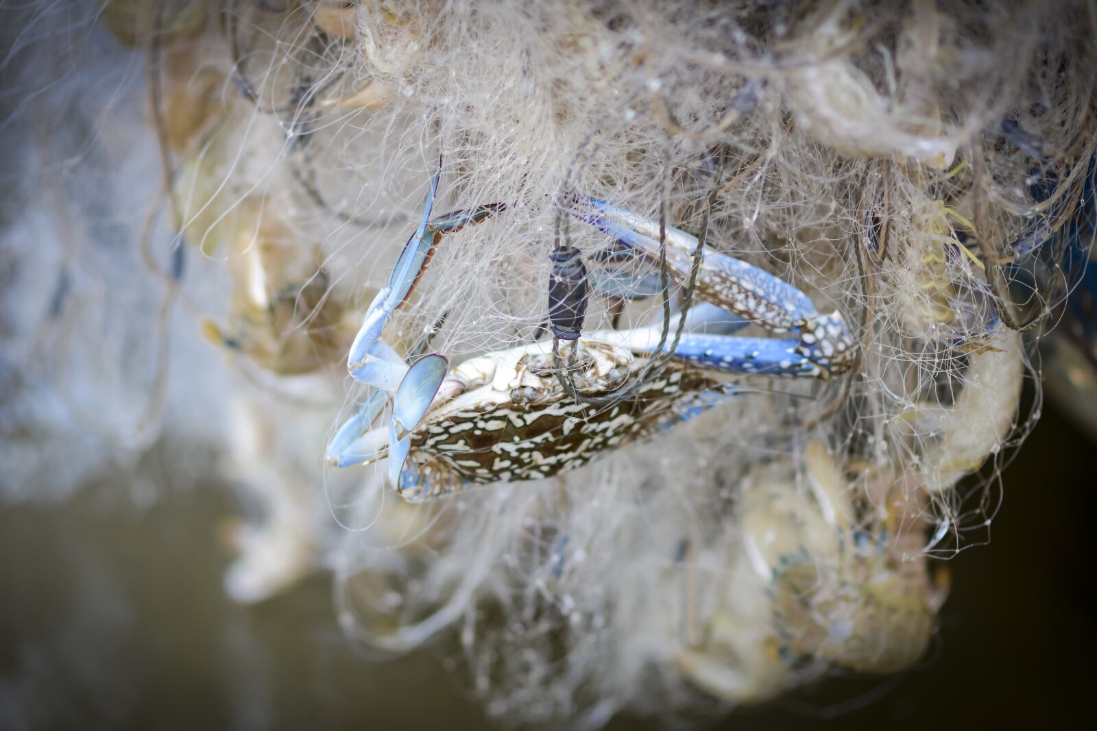 Nikon D7100 sample photo. Crab, fishing nets, catch photography