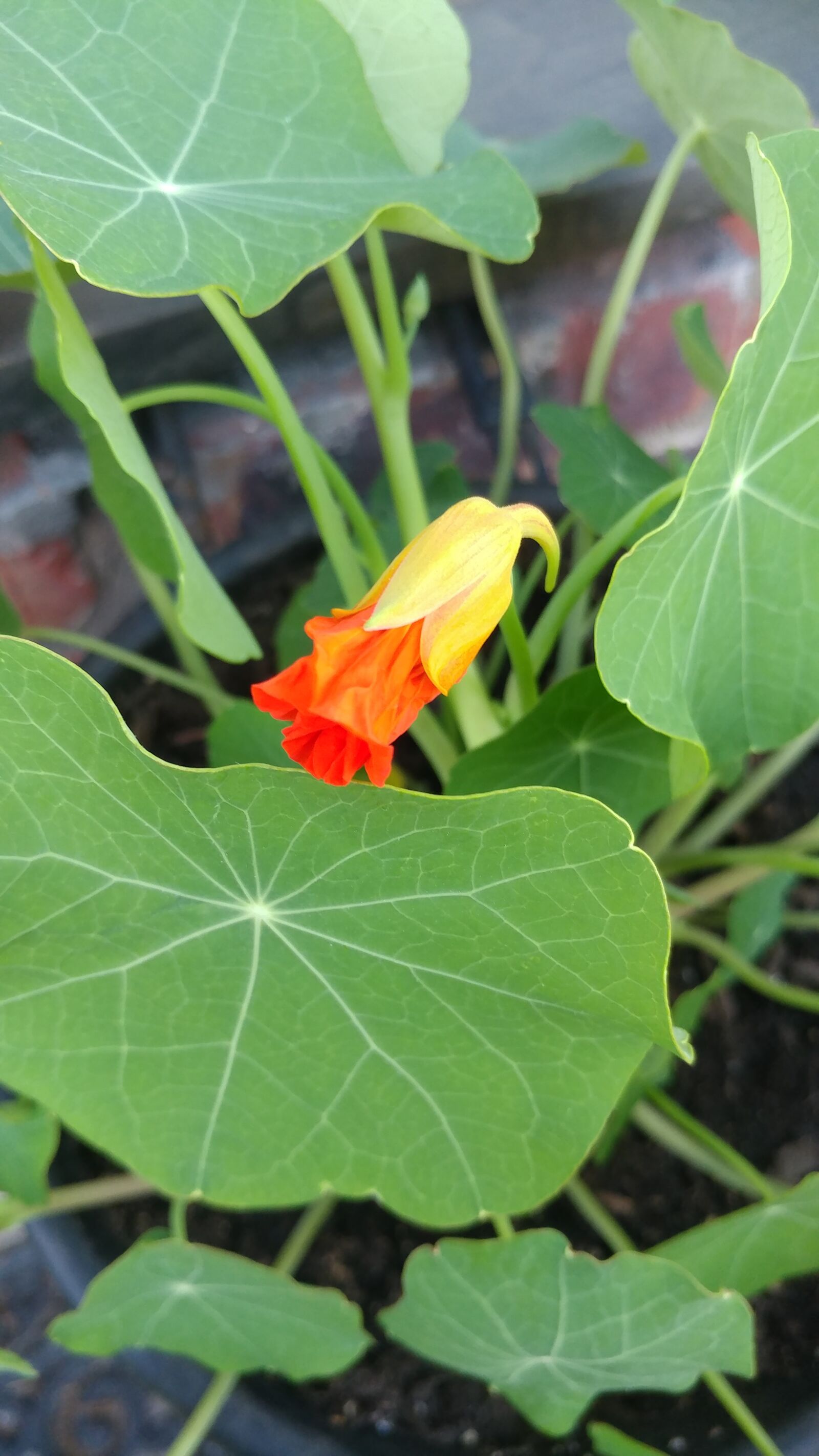 LG V20 sample photo. Nasturtium flowers, plant, orange photography