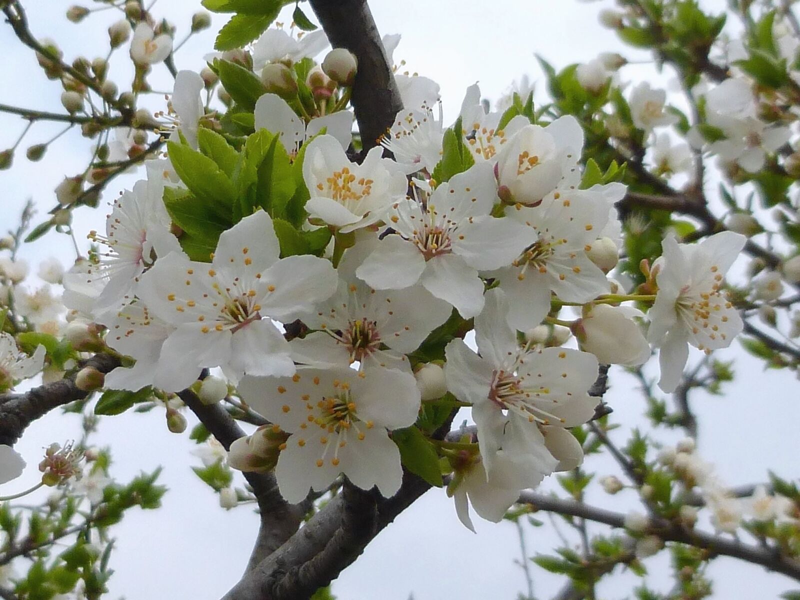 Panasonic DMC-SZ9 sample photo. Cherry tree, flower, branch photography