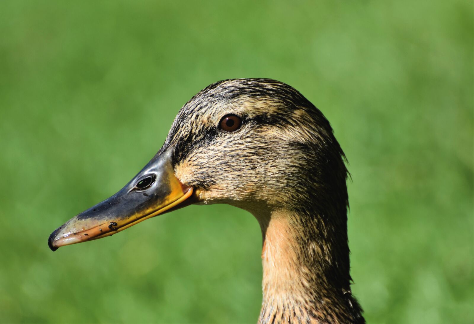 Nikon D7200 sample photo. Mallard, duck, water bird photography