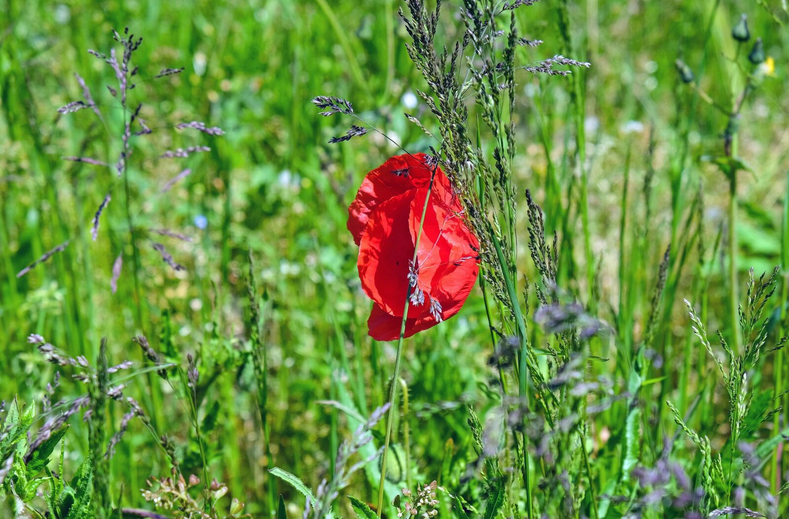 Fujifilm X-T10 sample photo. Poppy, flower, blossom photography