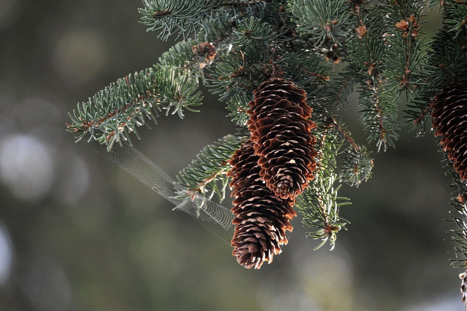 Nikon D3400 sample photo. Cones, pine cone, forest photography