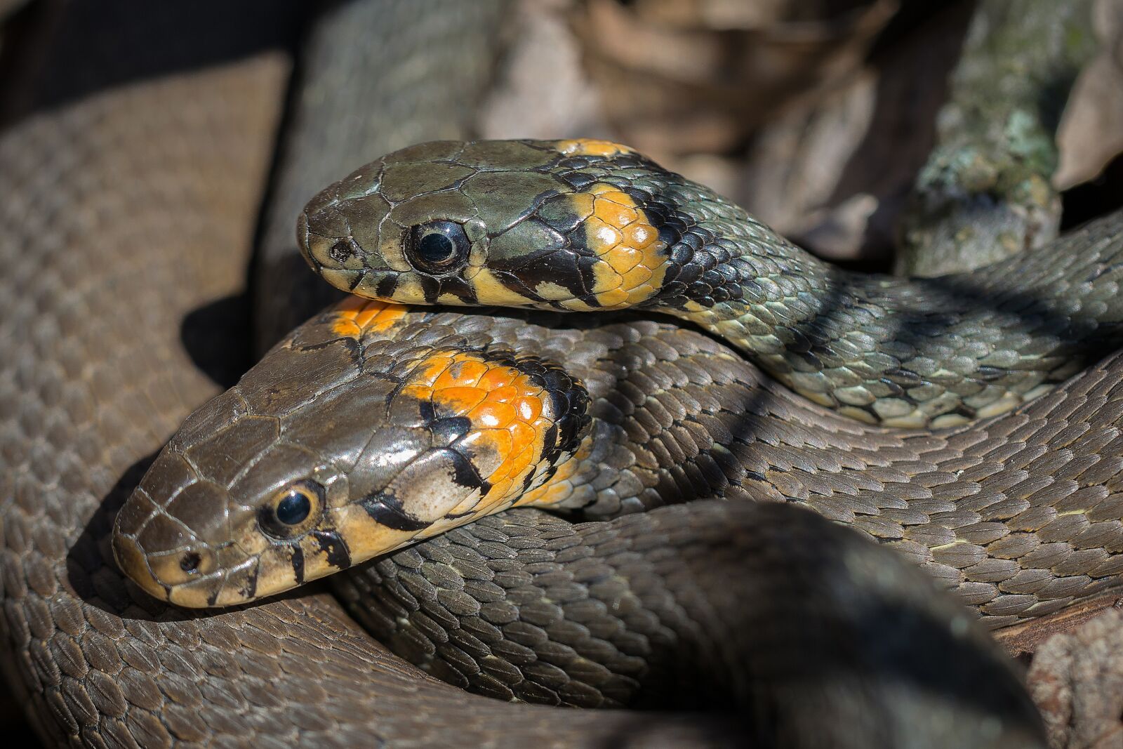 Nikon D3300 sample photo. Snake, grass snake, snakes photography