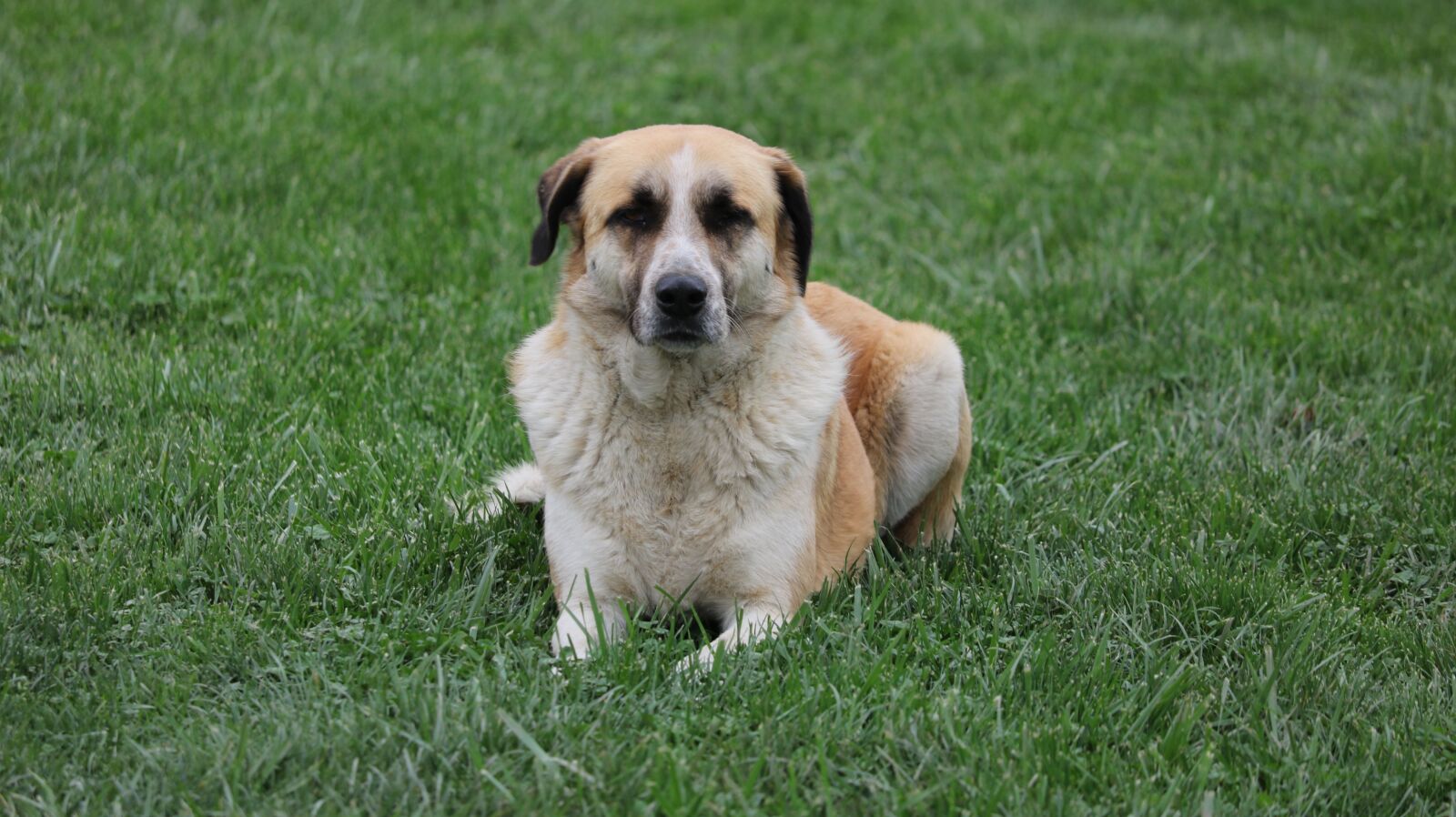 Canon EOS 750D (EOS Rebel T6i / EOS Kiss X8i) sample photo. Grass, animals, dog photography
