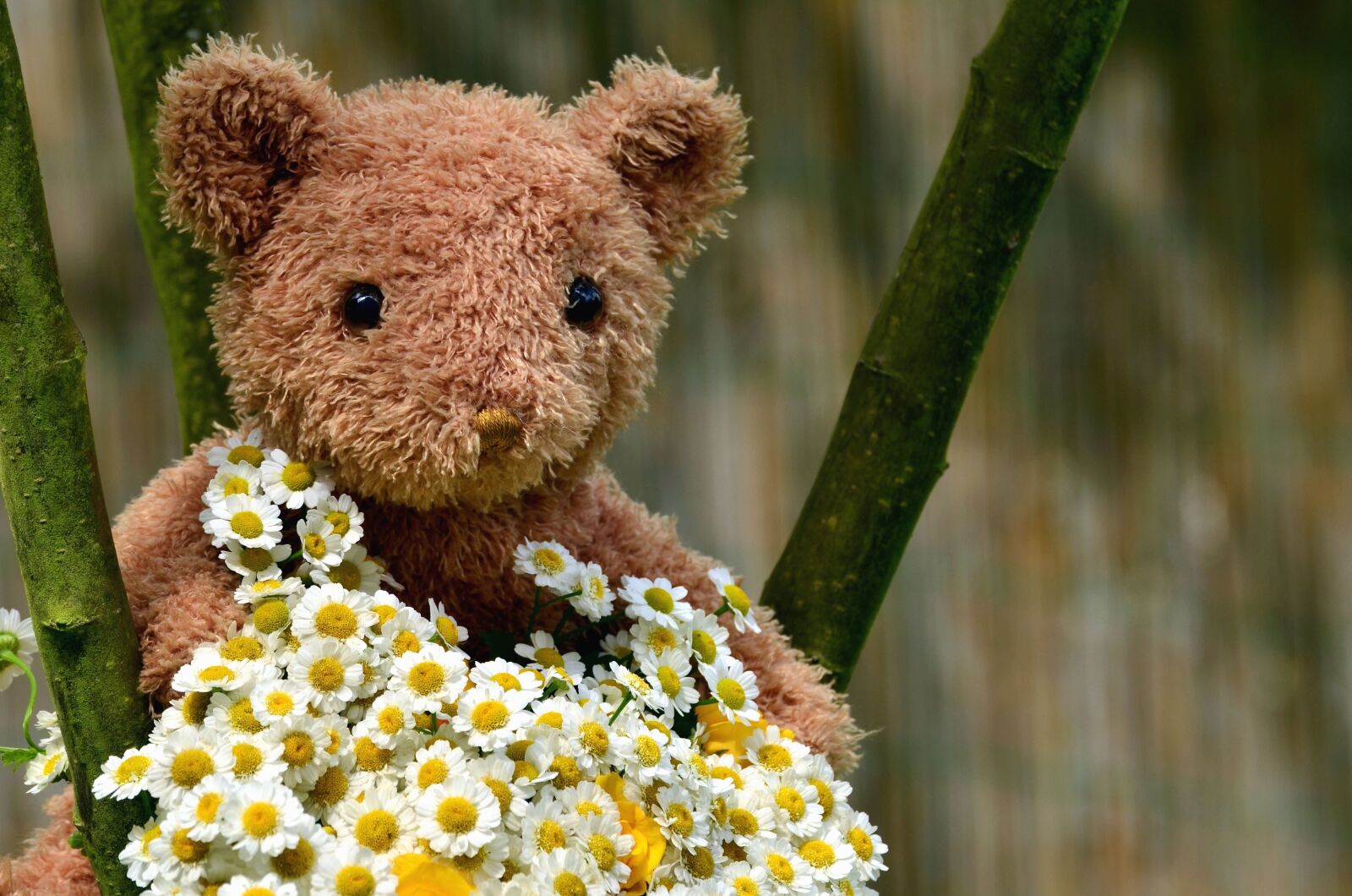 Nikon D5100 sample photo. Teddy bear, toy, flower photography