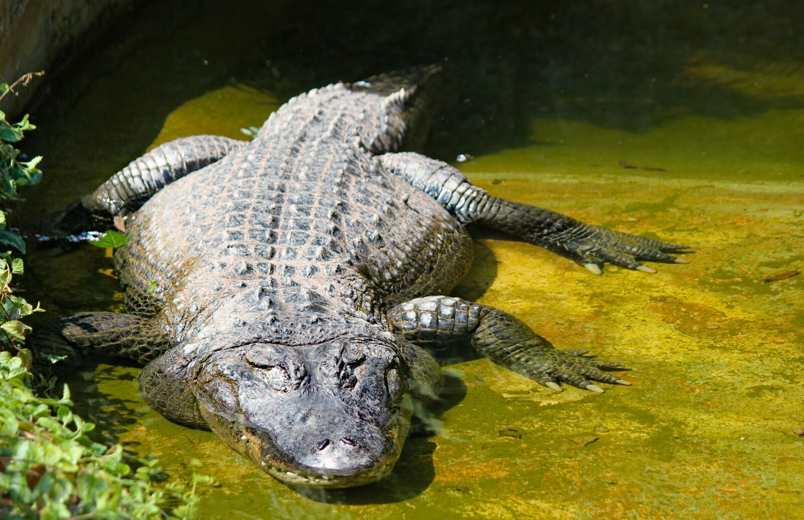 Canon EOS 550D (EOS Rebel T2i / EOS Kiss X4) sample photo. Alligator, american, reptile photography