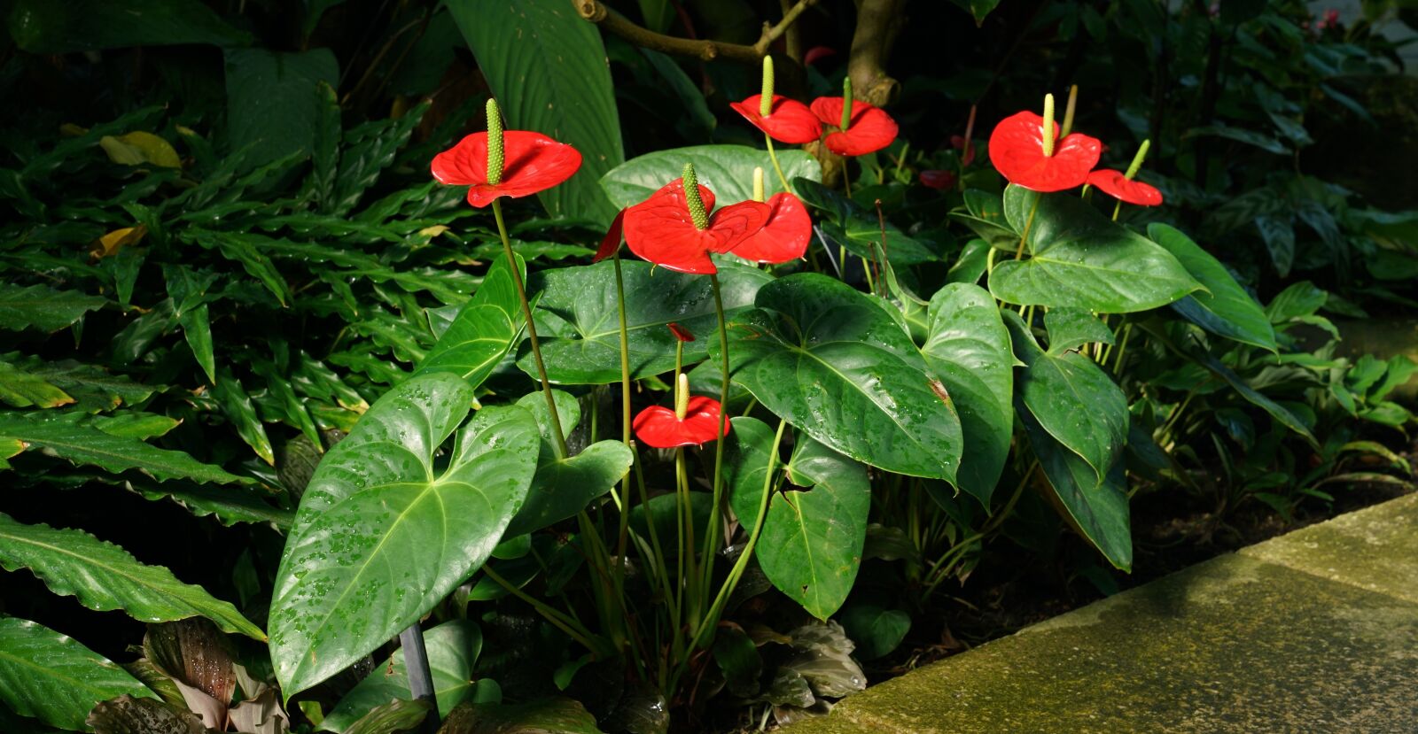 Sony a7R II + Sony FE 24-70mm F2.8 GM sample photo. Anthurium, flower, kew photography