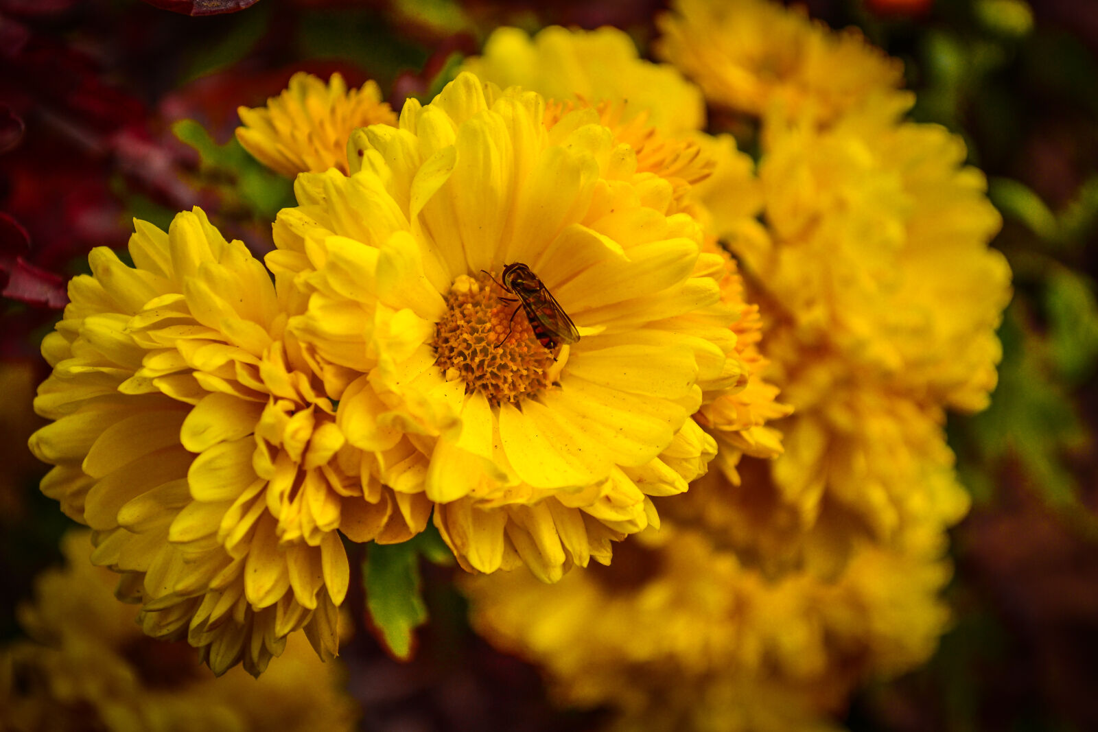 Nikon D3100 sample photo. Autumn, city, park, flowers photography