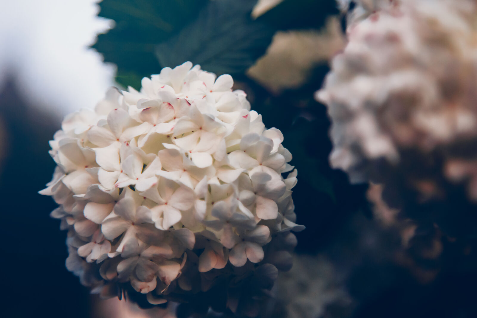 Canon EF 24-105mm F4L IS USM sample photo. Flowers, garden, plant, white photography