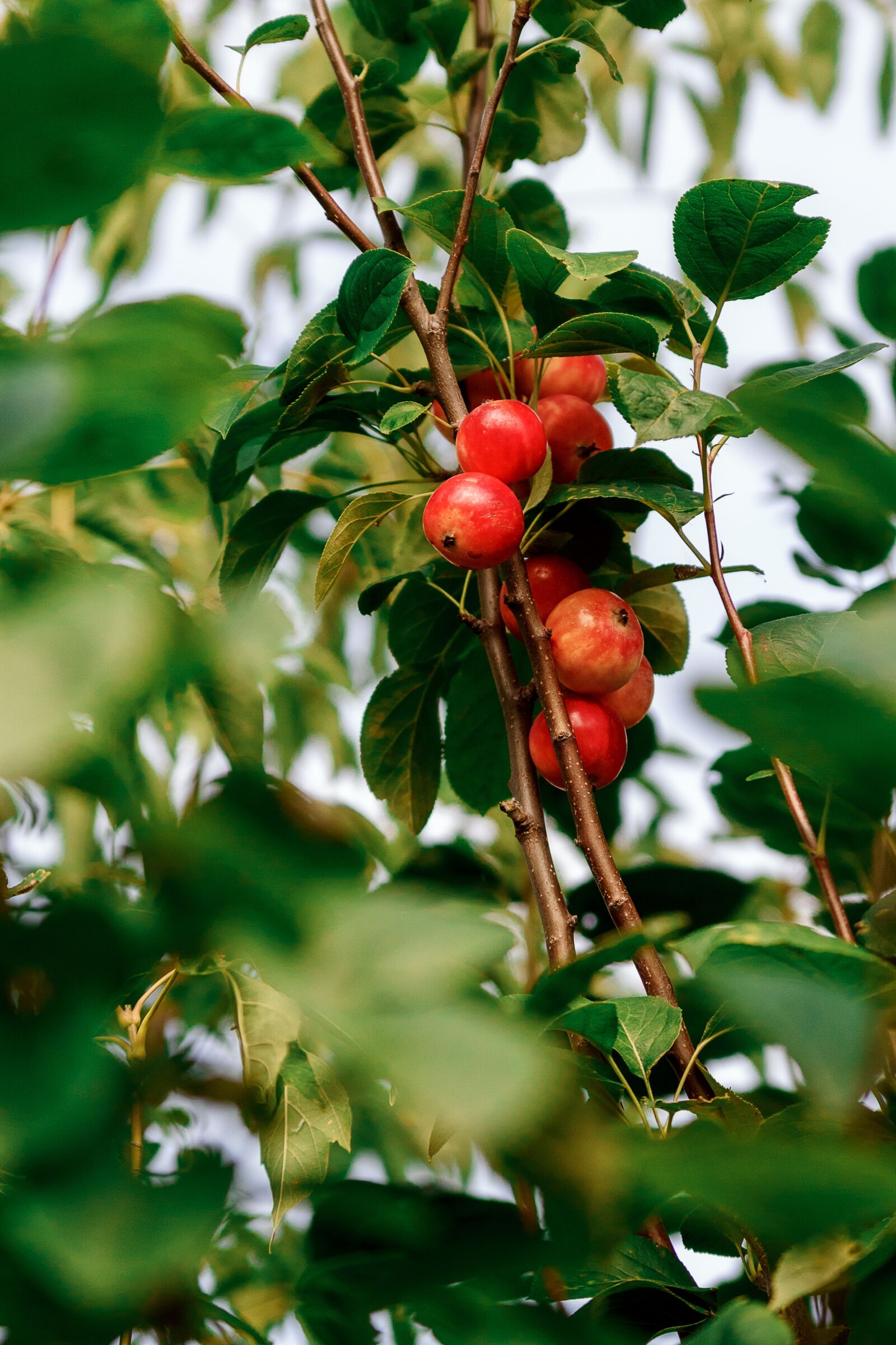 Canon EOS 650D (EOS Rebel T4i / EOS Kiss X6i) sample photo. Berry, forest, in the photography
