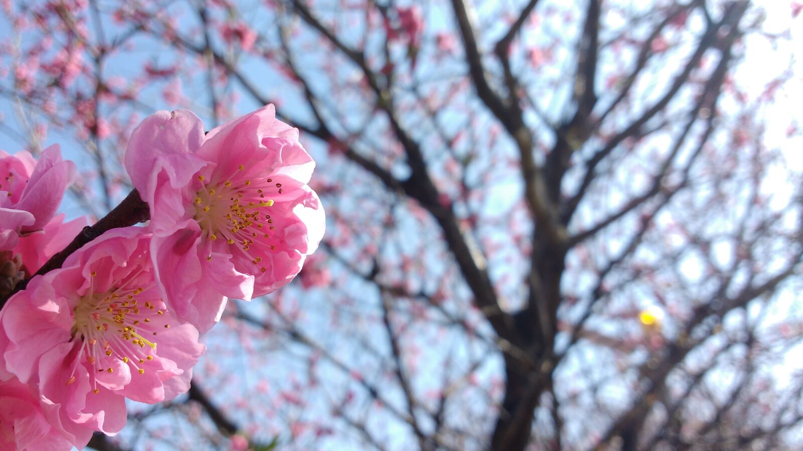 Motorola MotoG3 sample photo. Pink, cherry, blossoms photography