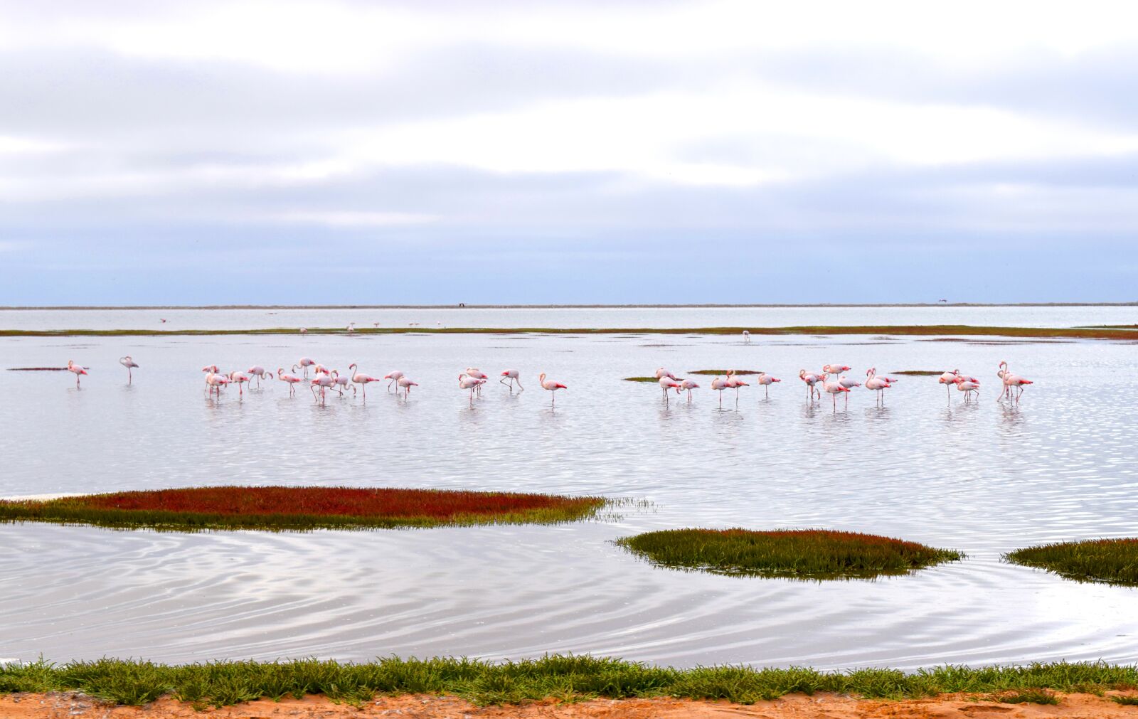 Nikon D5300 sample photo. Flamingos, walvisbay, namibia photography