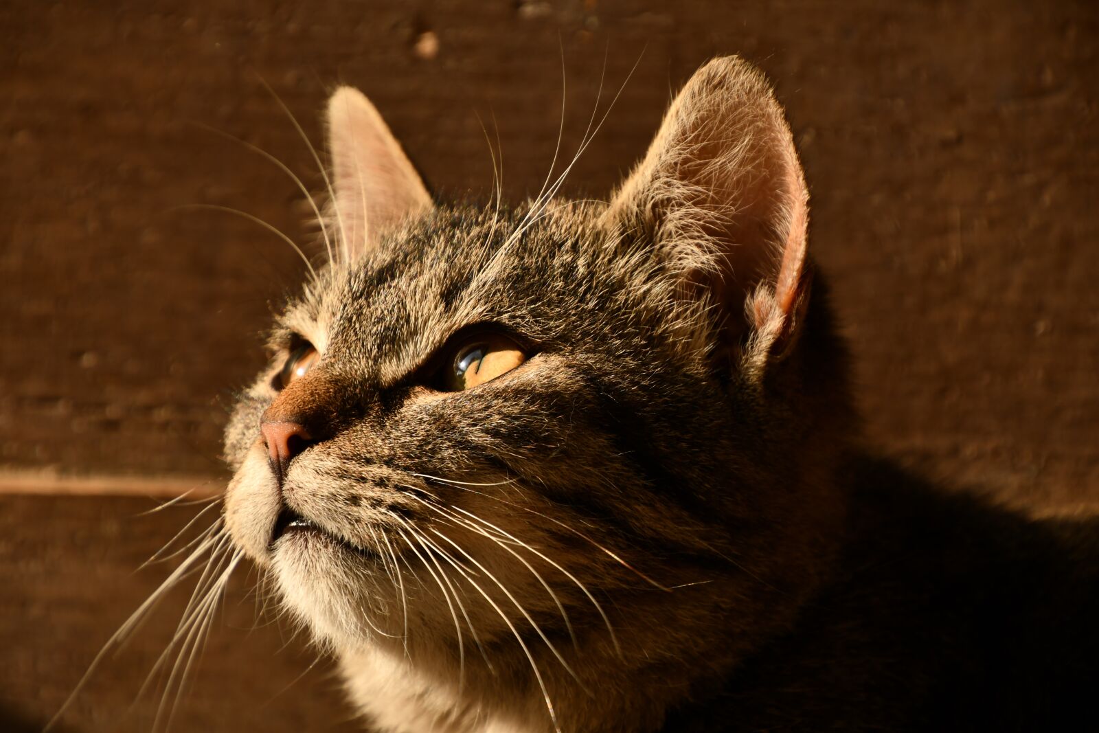 Nikon D7500 sample photo. Cat, ear, mustache photography