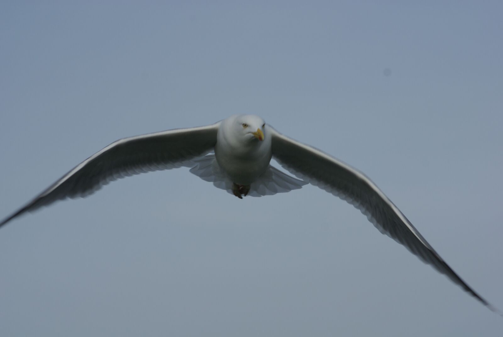 Sony Alpha DSLR-A100 sample photo. Herring gull, north sea photography