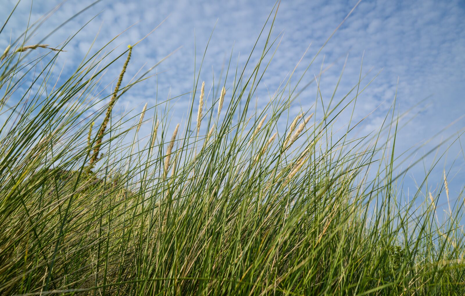 Nikon D610 sample photo. Helm grass, sky, blue photography