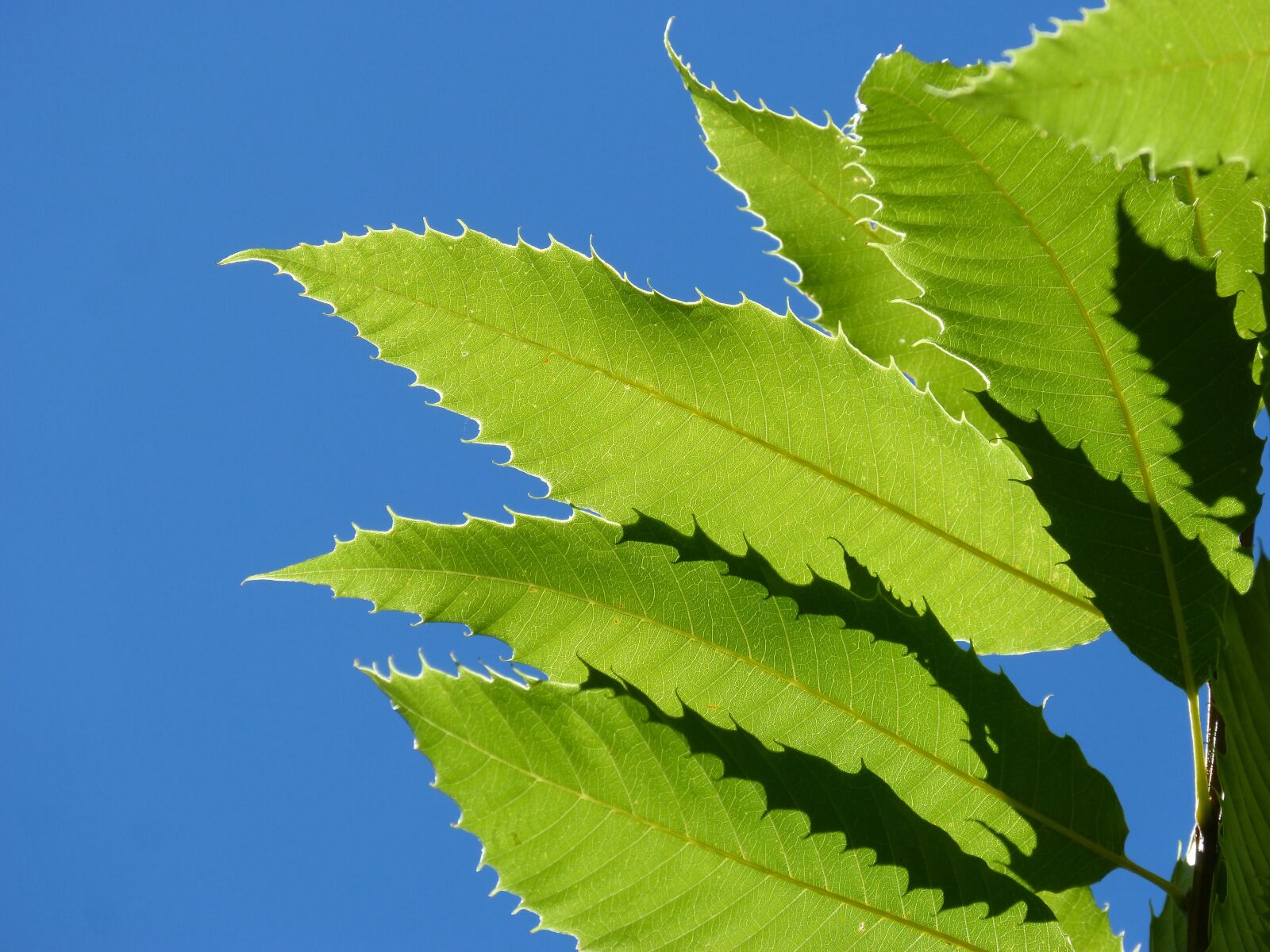 Panasonic DMC-FZ62 sample photo. Chestnut leaves, brown, translucent photography