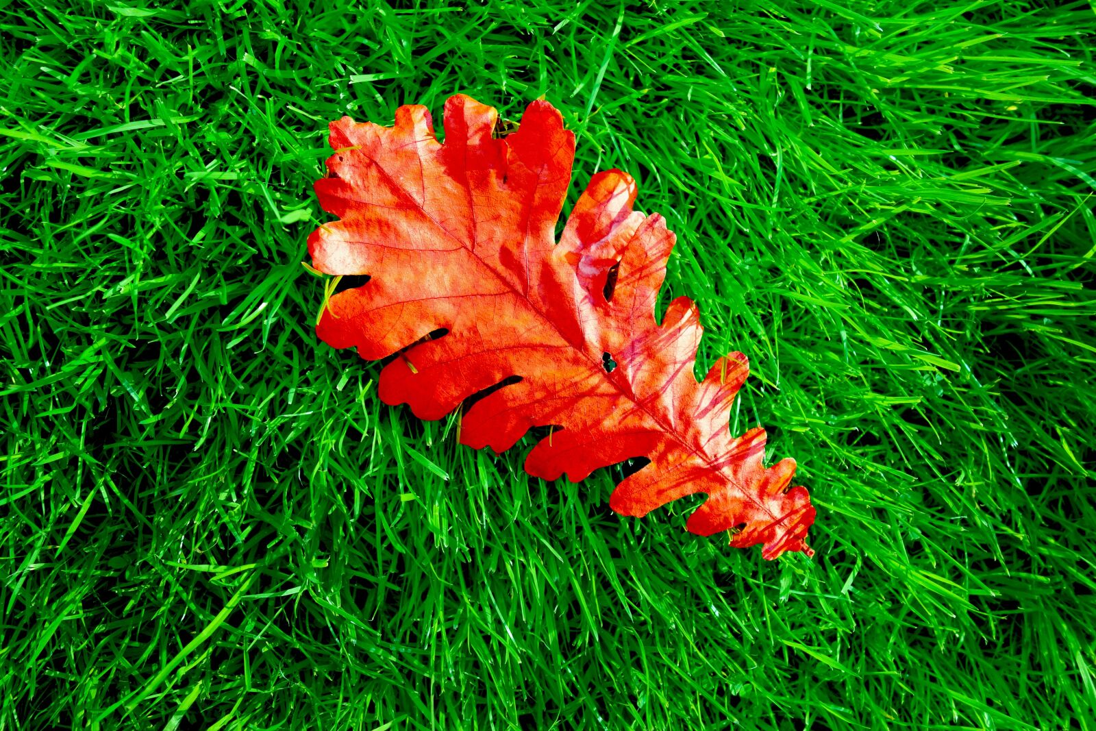 Sony Cyber-shot DSC-RX100 sample photo. Oak, leaf, oak leaf photography