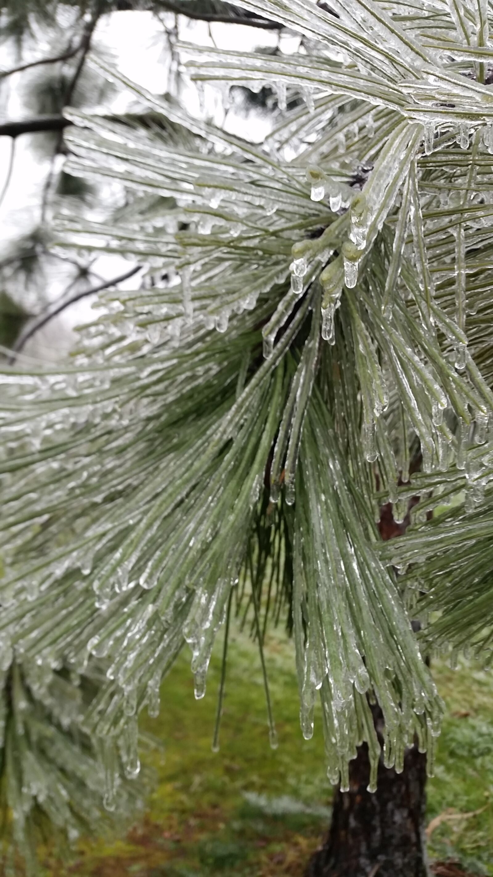 Samsung Galaxy S5 sample photo. Nature, tree, outdoors photography