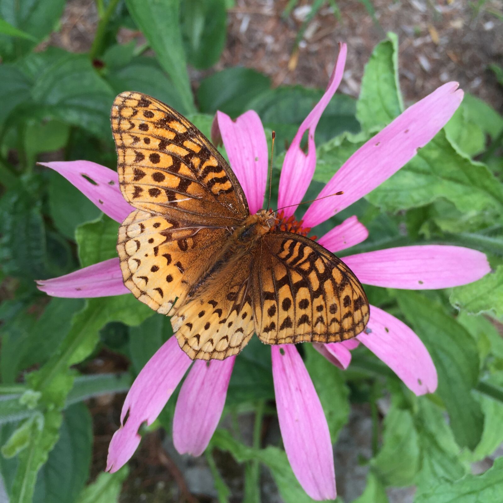 iPhone 6 Plus back camera 4.15mm f/2.2 sample photo. Butterfly, flower, coneflower photography