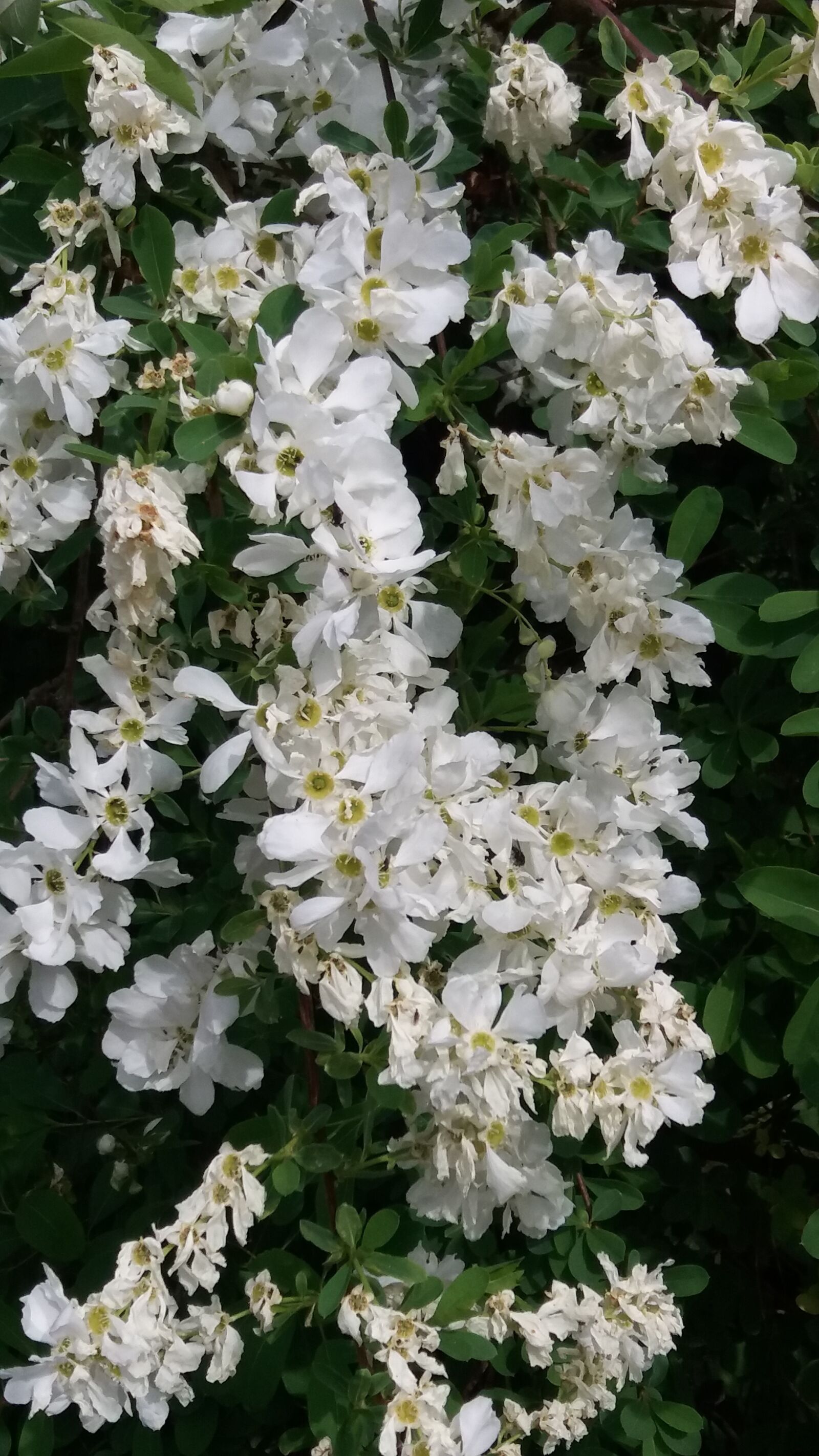 Samsung Galaxy J5 sample photo. Pärlbuske, garden photography