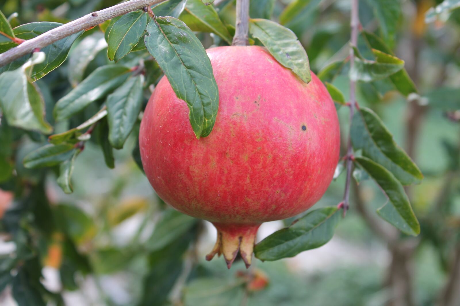 Canon EOS 1100D (EOS Rebel T3 / EOS Kiss X50) sample photo. Tree, pomegranate, fruits photography