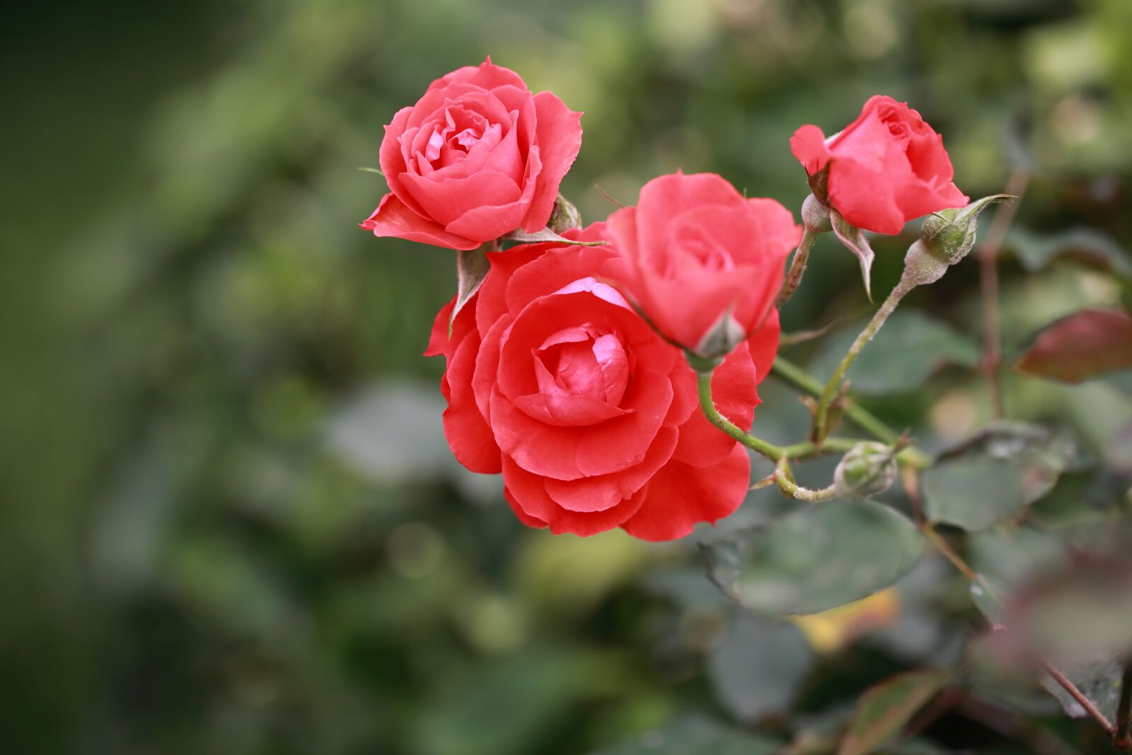 Canon EF 100mm F2.8L Macro IS USM sample photo. Flower, rose, nature photography