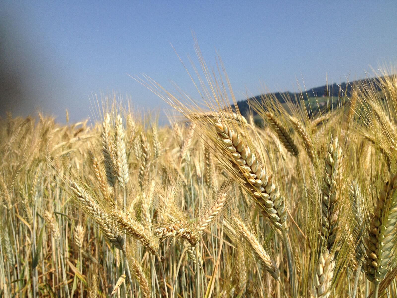 iPhone 4S back camera 4.28mm f/2.4 sample photo. Cereals, grain, field photography