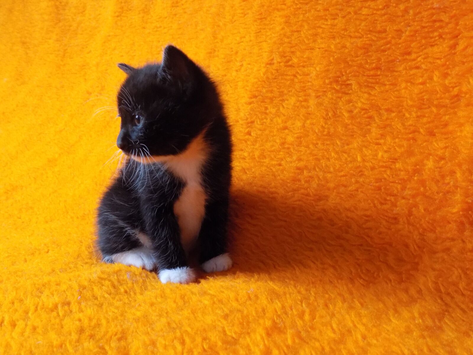 Nikon COOLPIX L340 sample photo. Kitten, cute, animal photography
