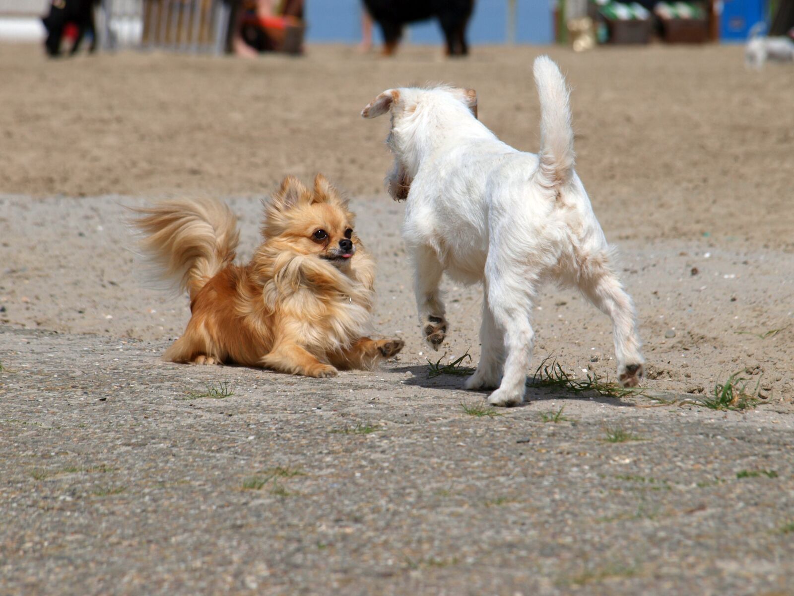 Olympus E-420 (EVOLT E-420) sample photo. Beach, dogs, sea photography