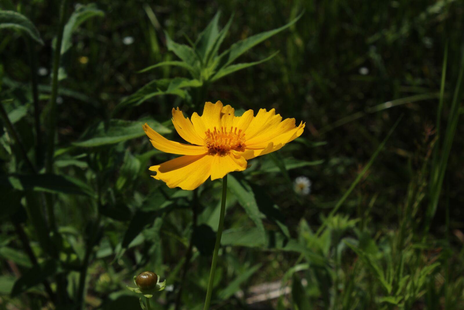 Canon EOS 1200D (EOS Rebel T5 / EOS Kiss X70 / EOS Hi) sample photo. Yellow, daisy, flower photography