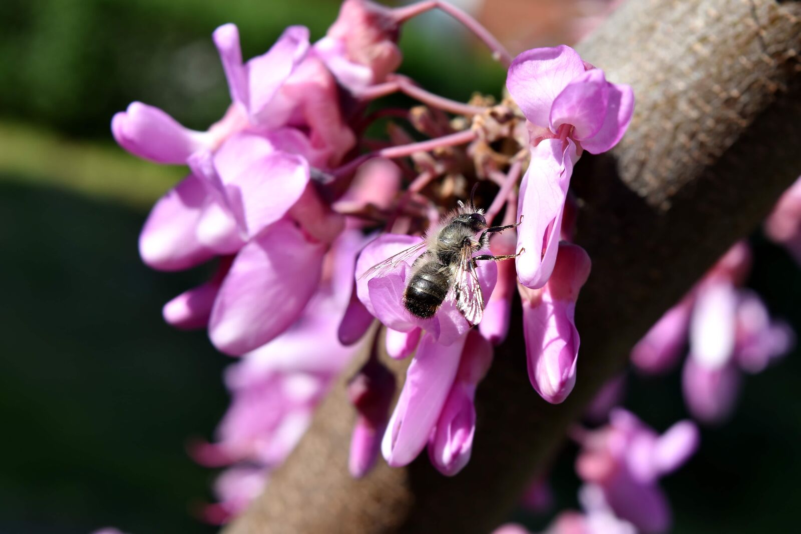 Nikon D5500 sample photo. Flower bud, honeybee, insect photography