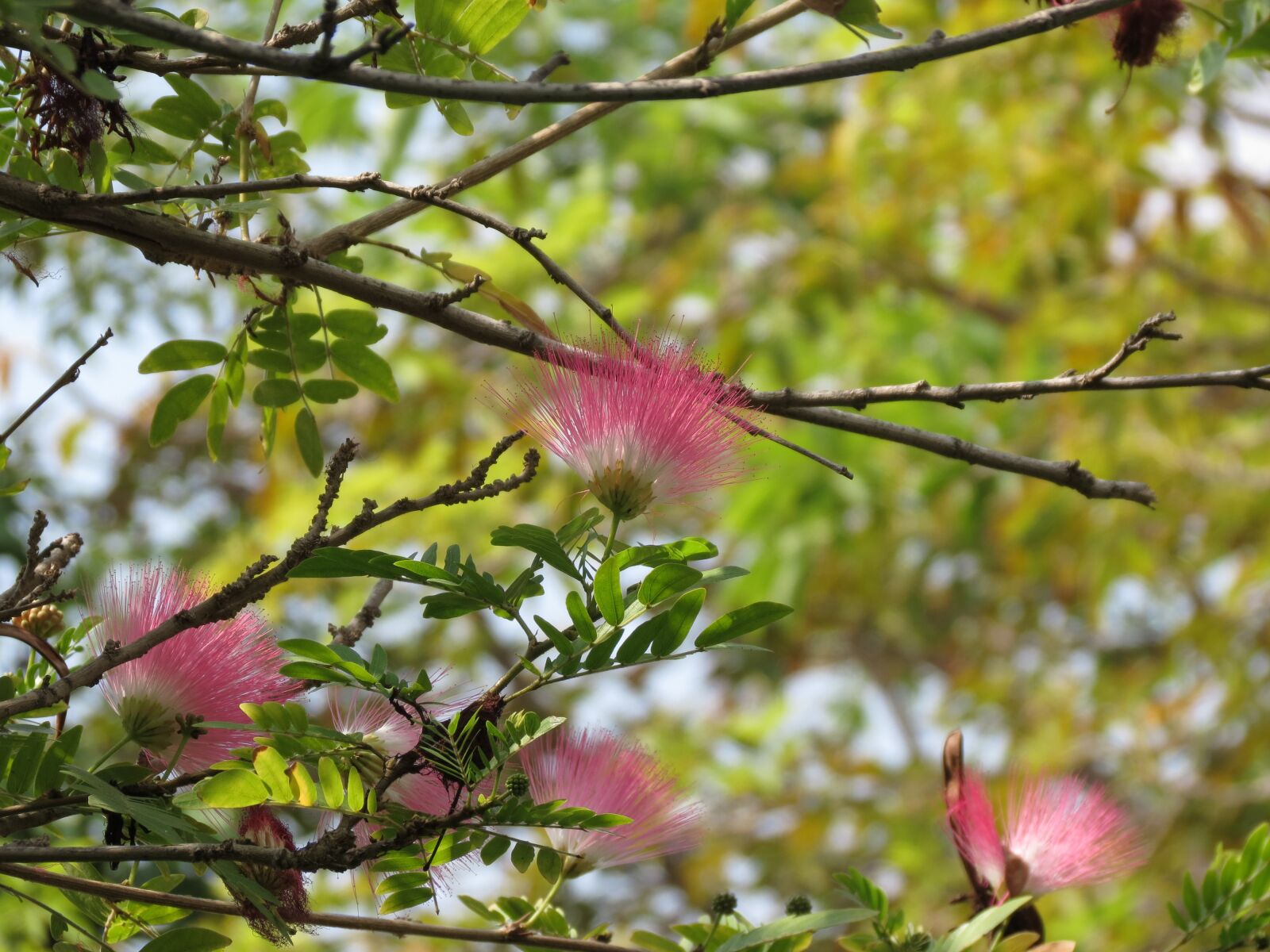 Canon PowerShot SX40 HS sample photo. Albizia, pink siris, tree photography