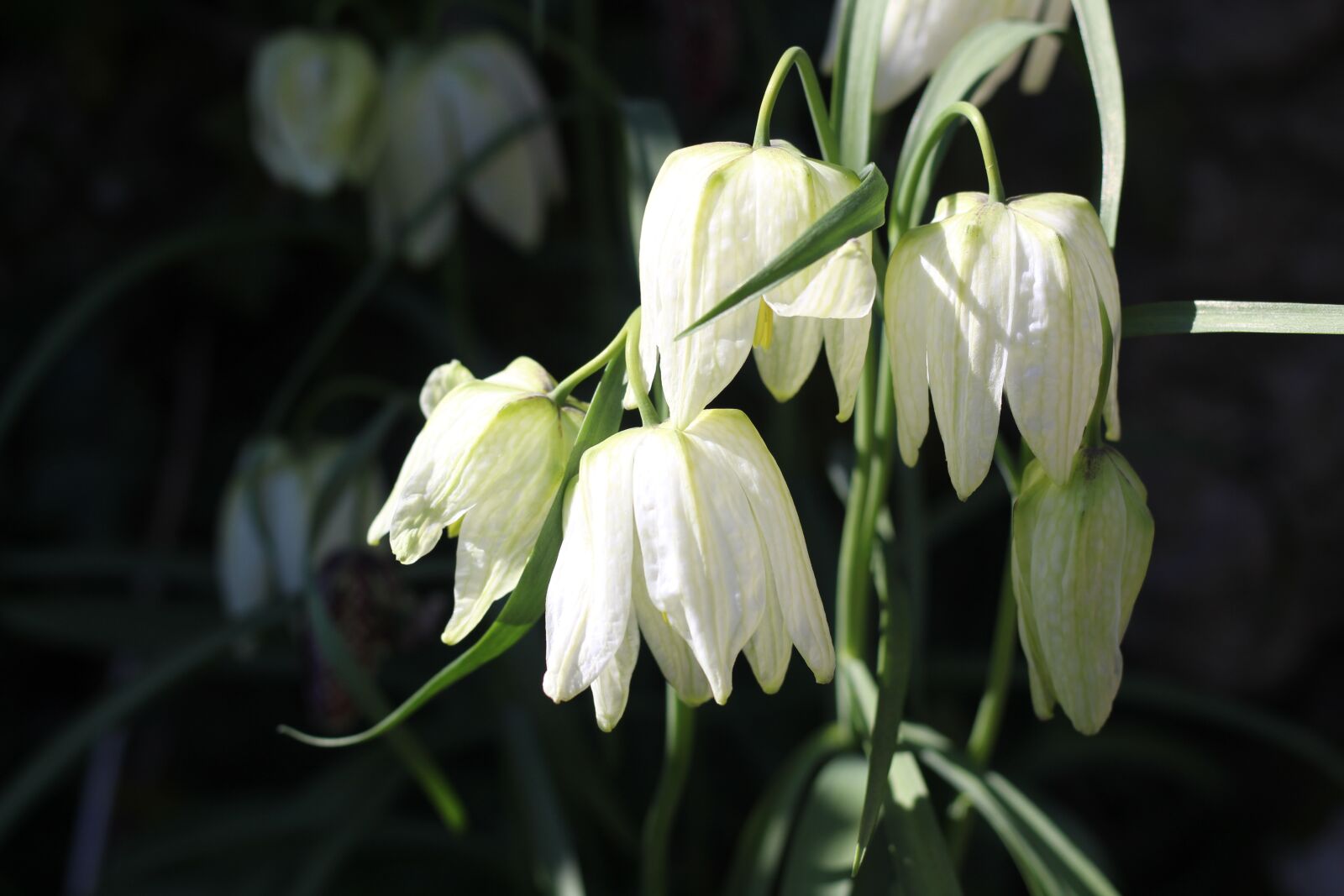 Canon EOS 1300D (EOS Rebel T6 / EOS Kiss X80) + Canon EF 50mm F1.8 STM sample photo. Fritillary, flower, spring bulb photography