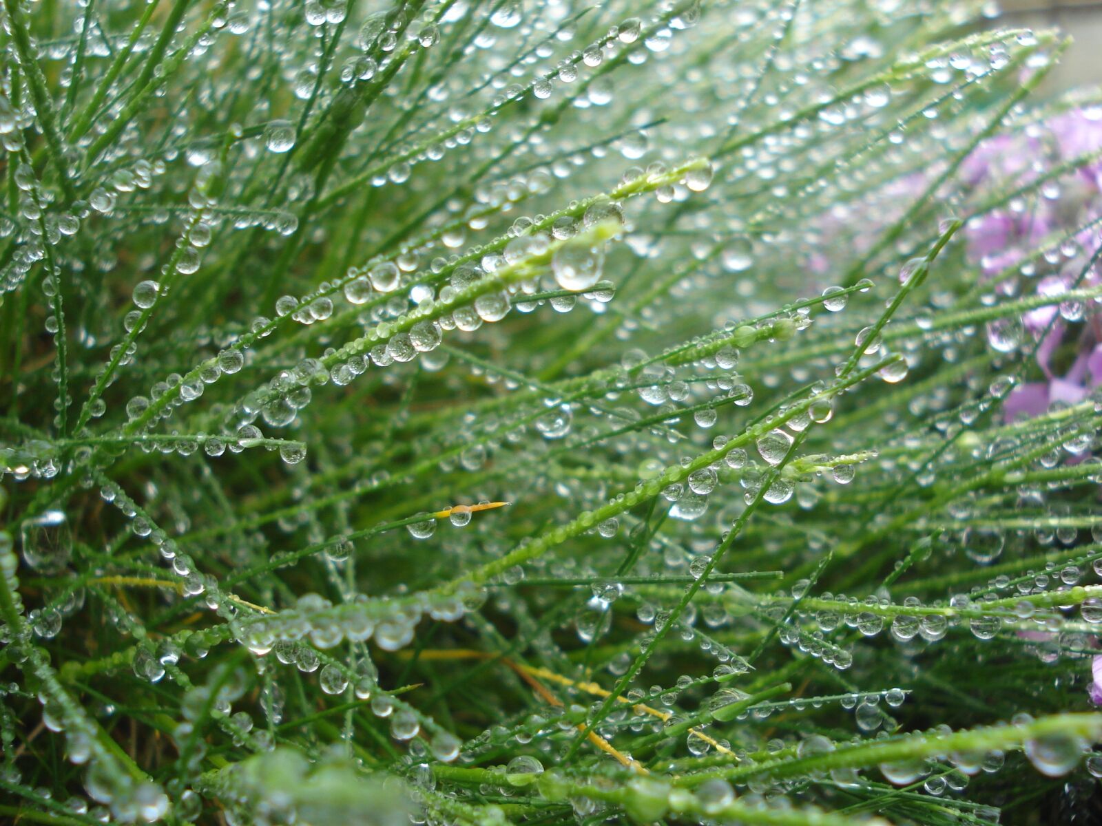 Sony DSC-W55 sample photo. Plant, nature, environment photography