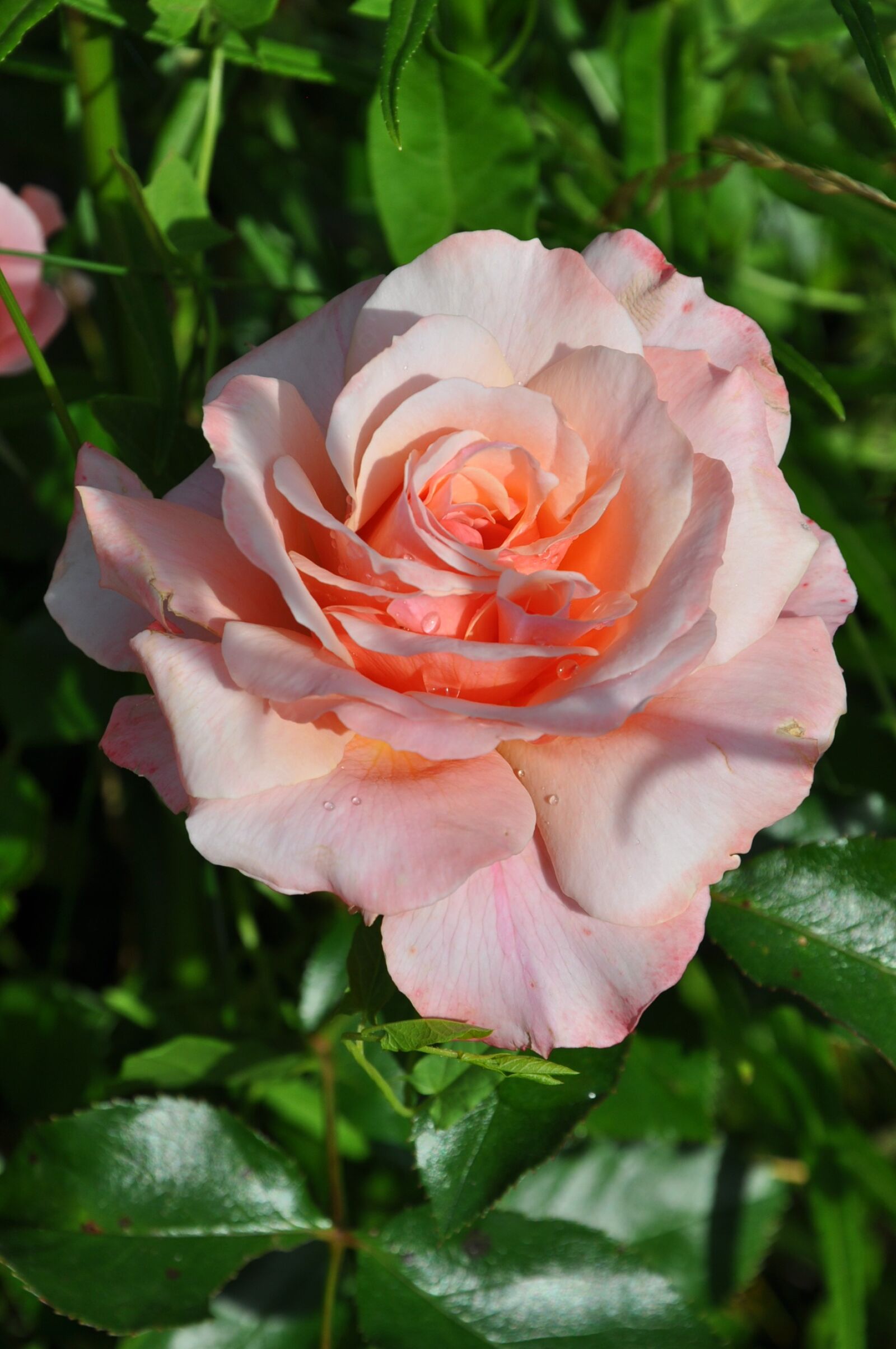 Nikon D90 sample photo. Pink, flower, pink flower photography